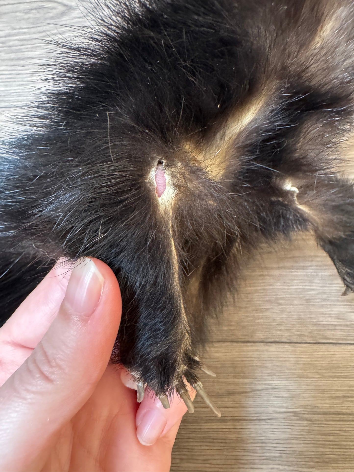 Male skunk mountable pelt (1)