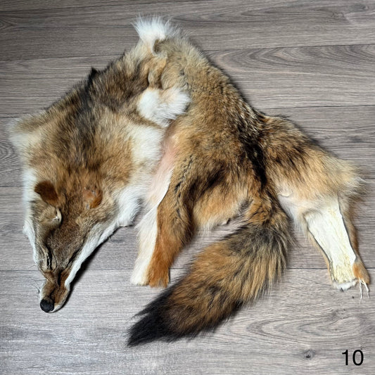 Coyote pelt (10)
