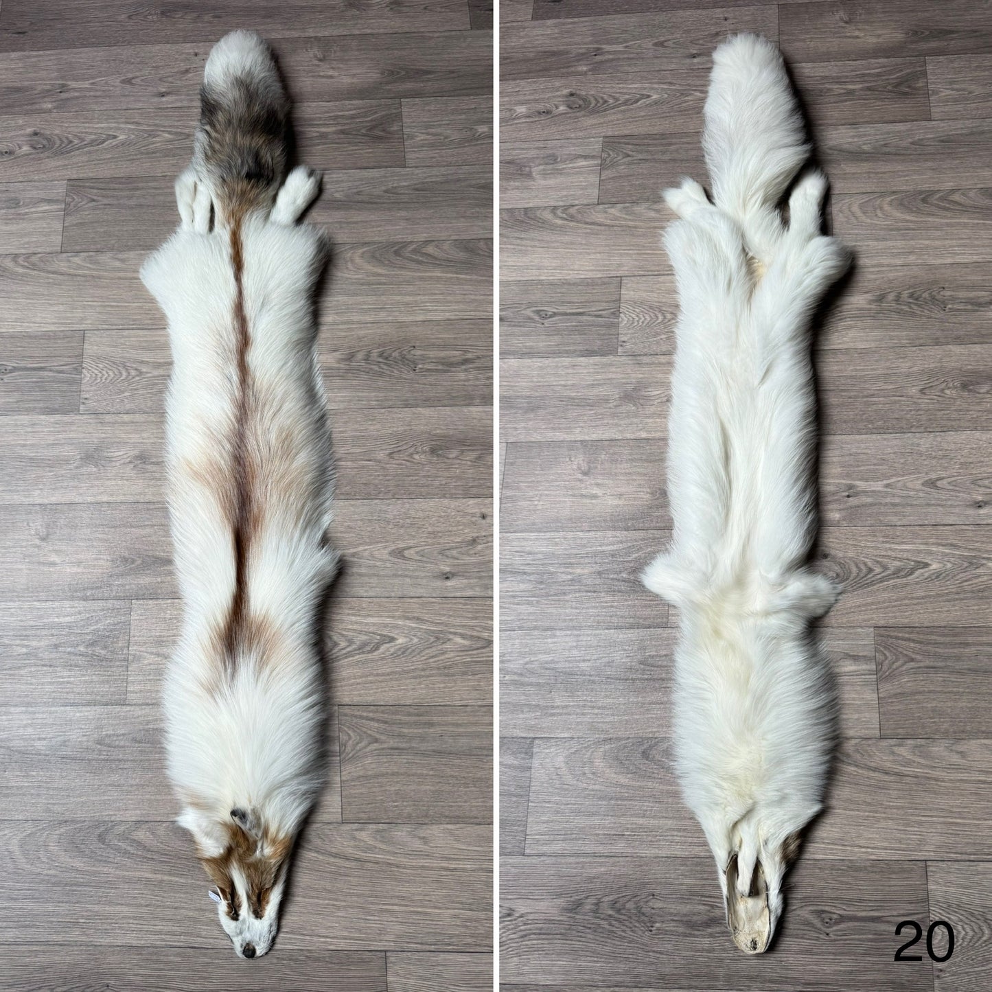 Sun Glow fox pelt (20)