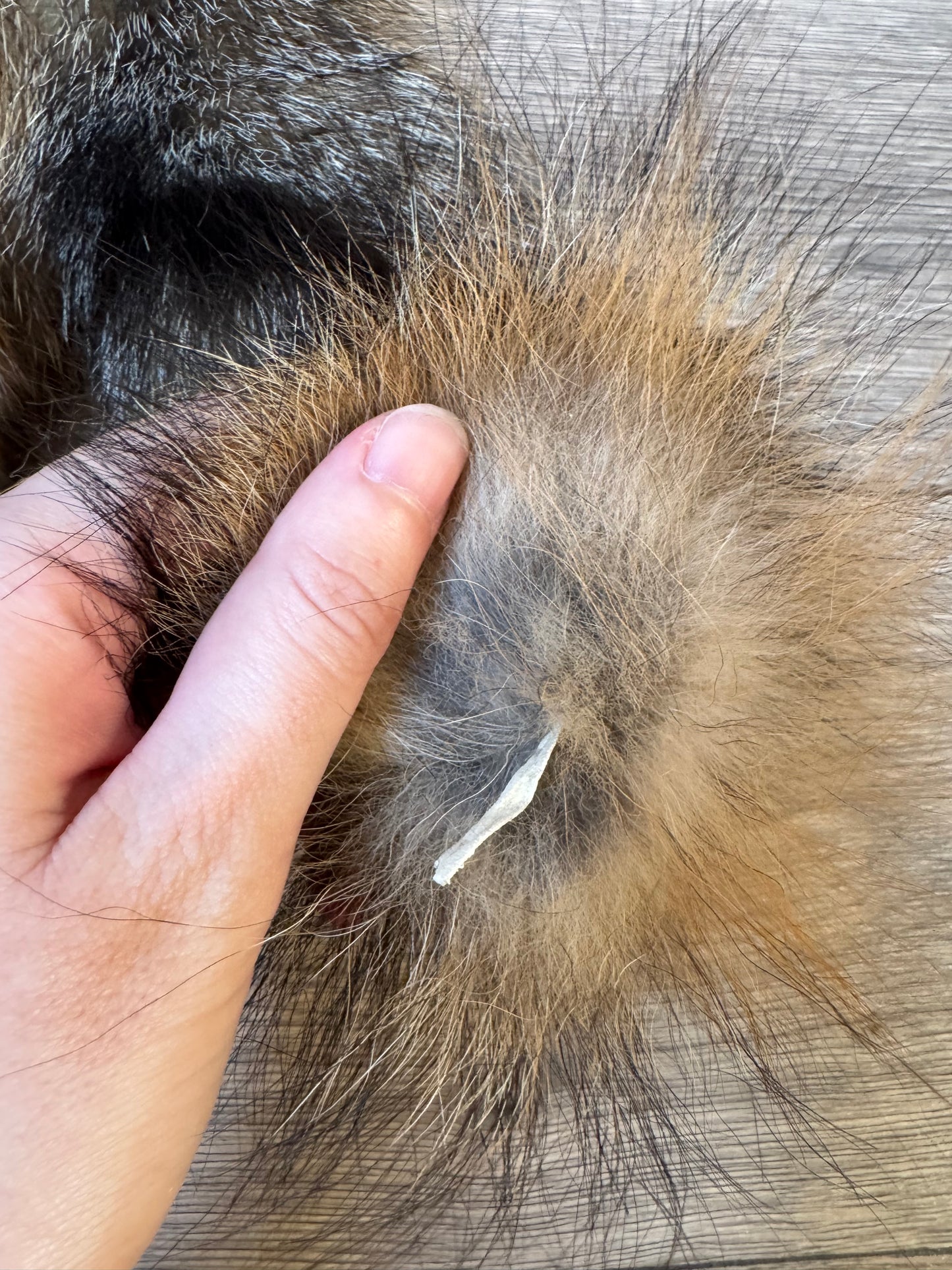 Male grey fox mountable pelt (21)