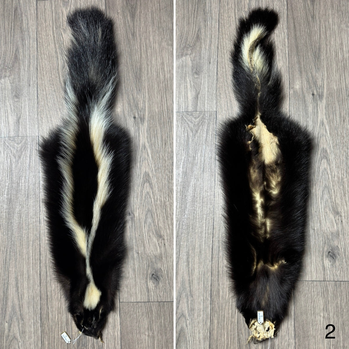 Skunk pelt (2)