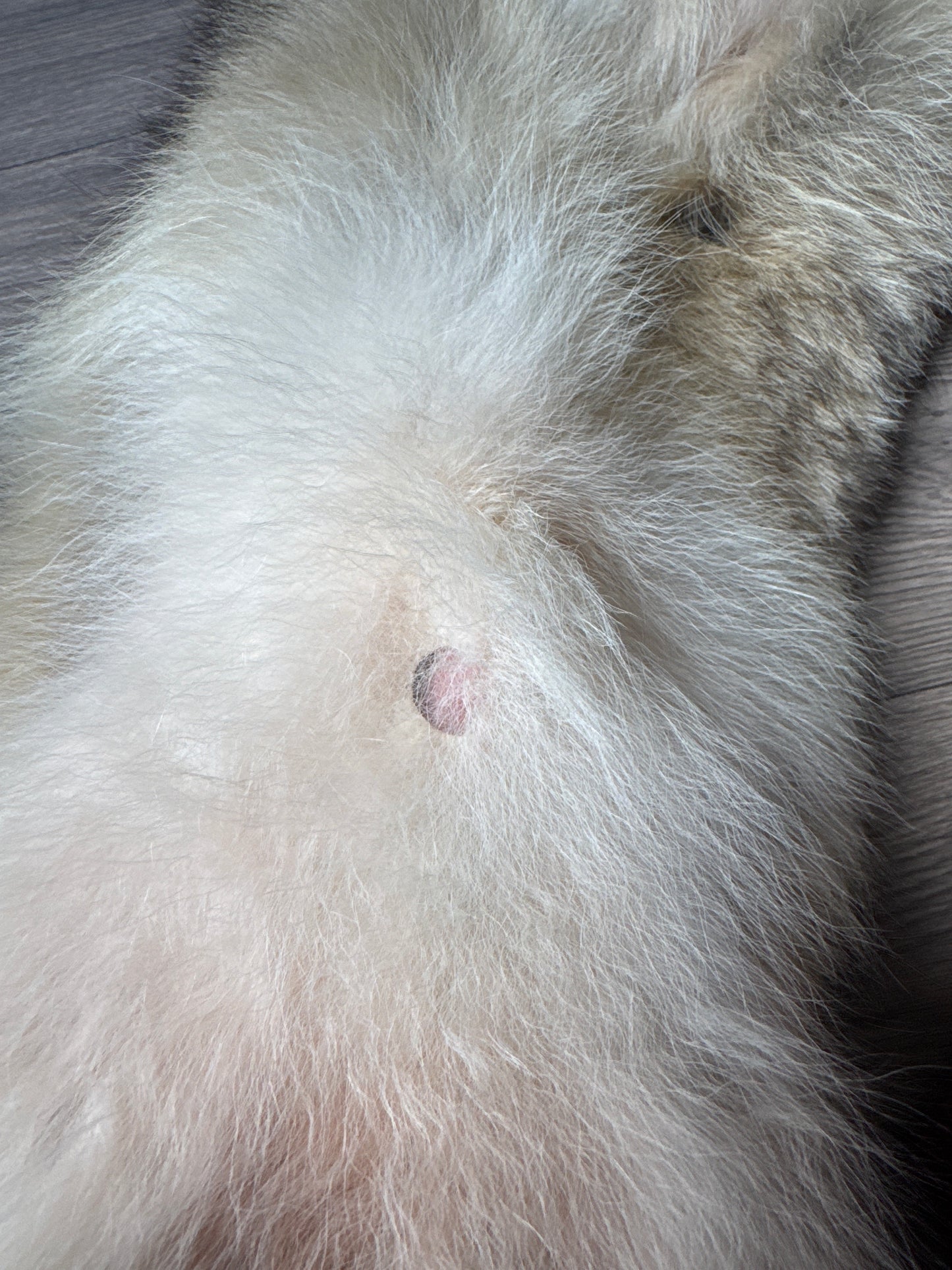 Male coyote mountable pelt (2)