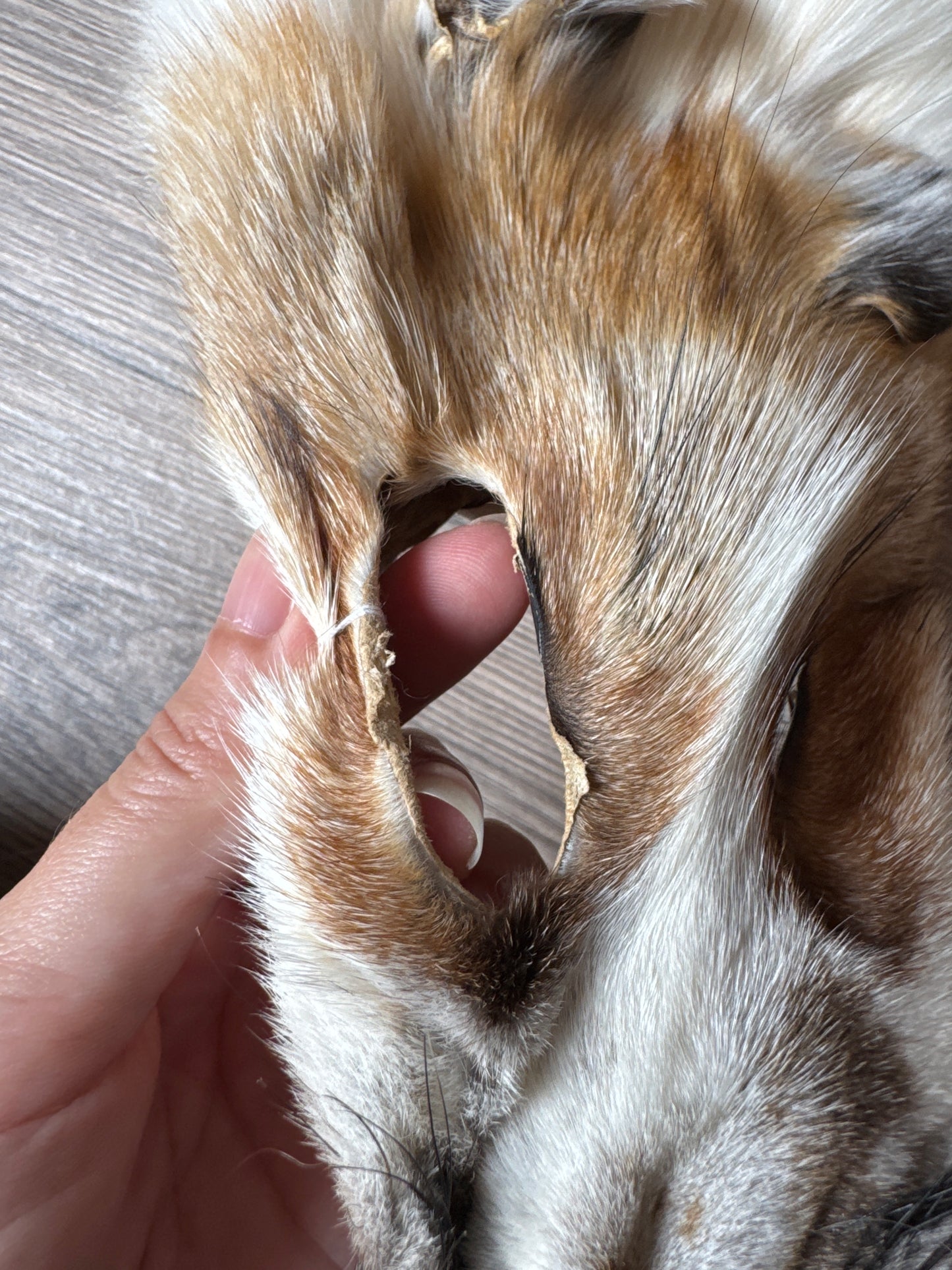 Sun Glow fox pelt (12)