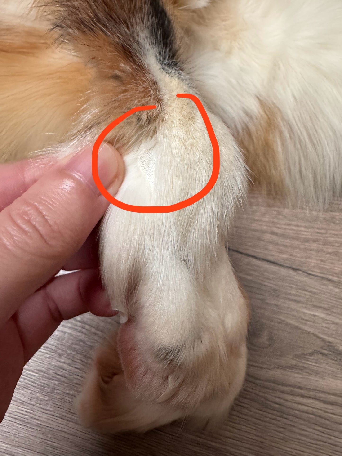 Female Gold Ringneck fox mountable pelt (tag 11)