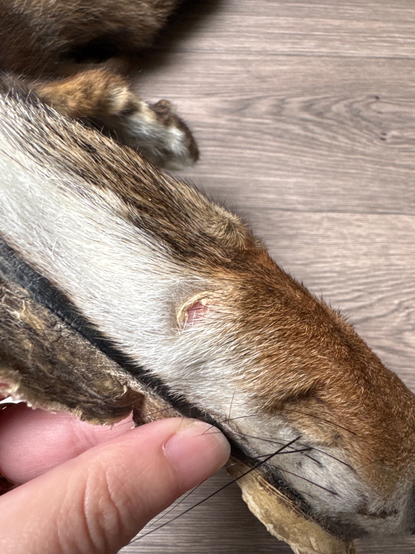 Male coyote mountable pelt (11)