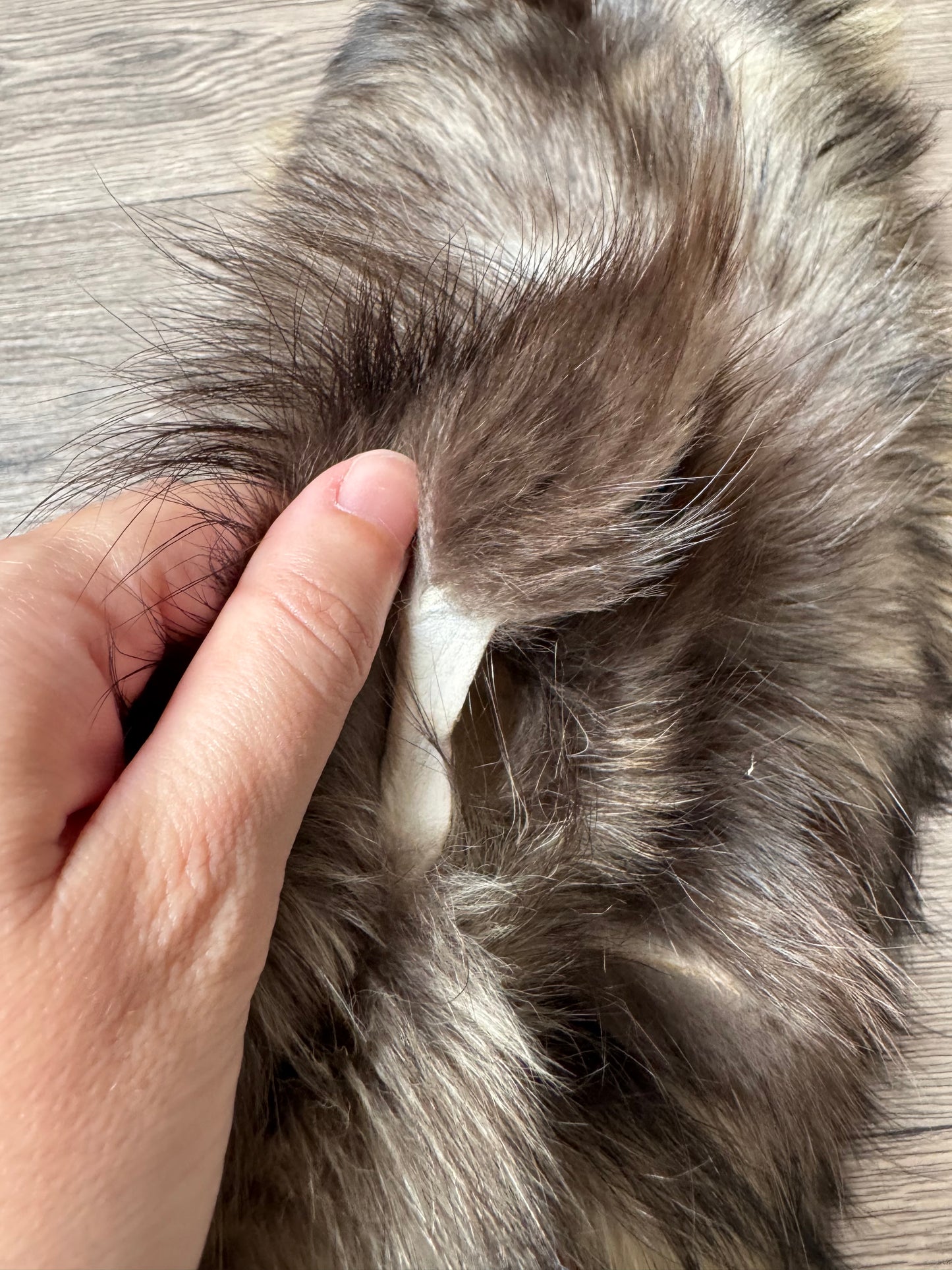 Tanuki pelt (7)