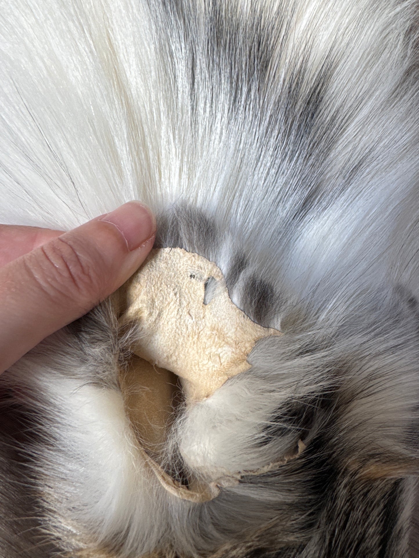 Cross Marble fox pelt (21)