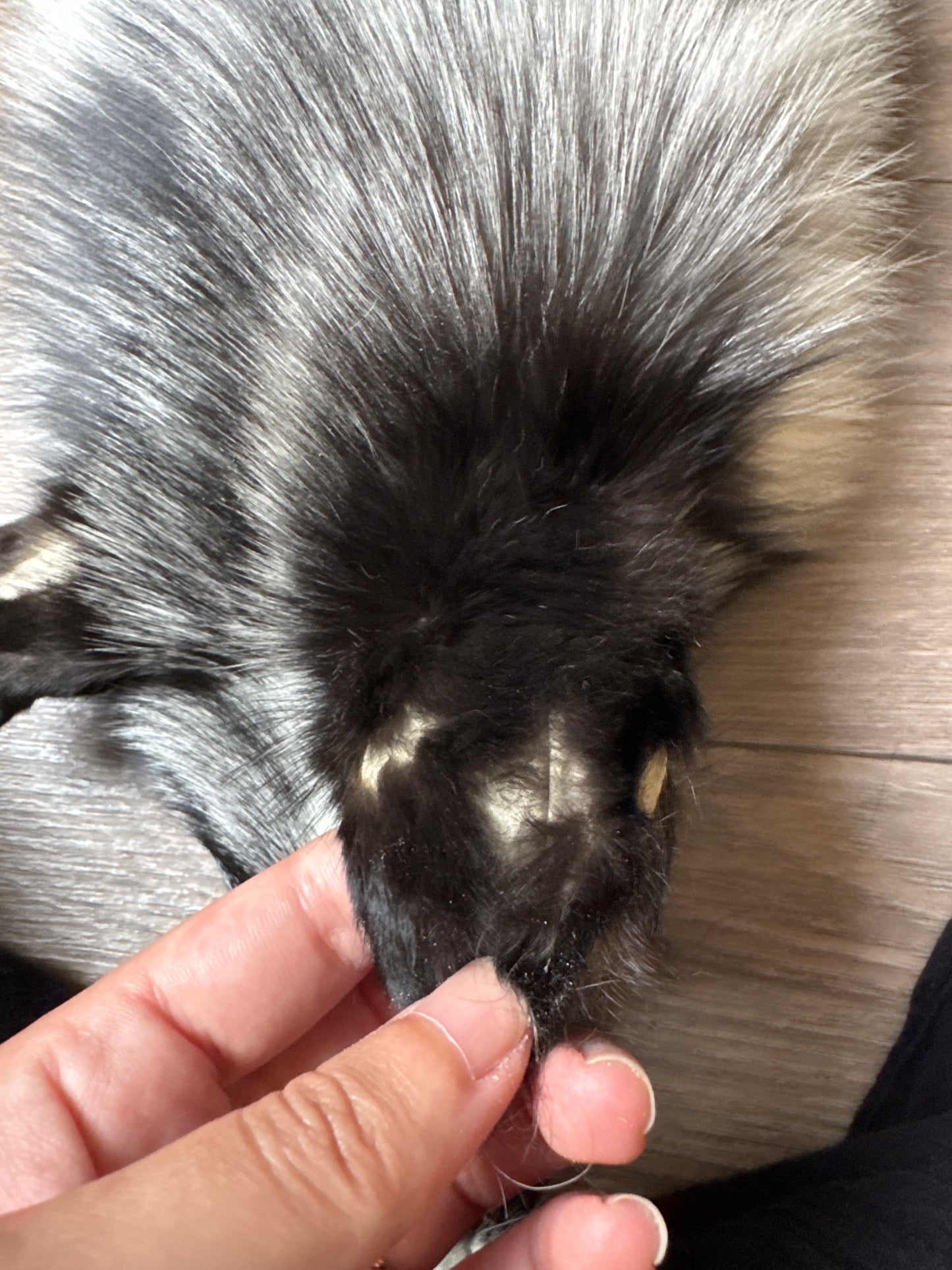 Silver Ringneck fox pelt (26)