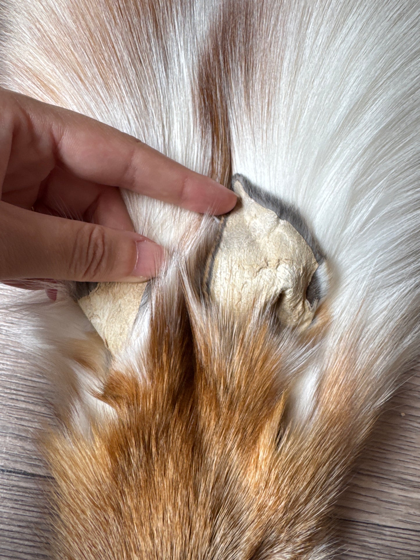 Sun Glow fox pelt (14)