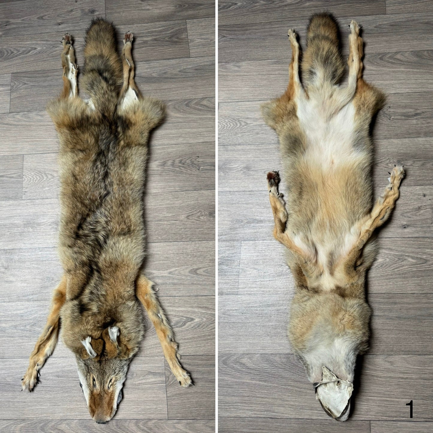 Male coyote mountable pelt (1)