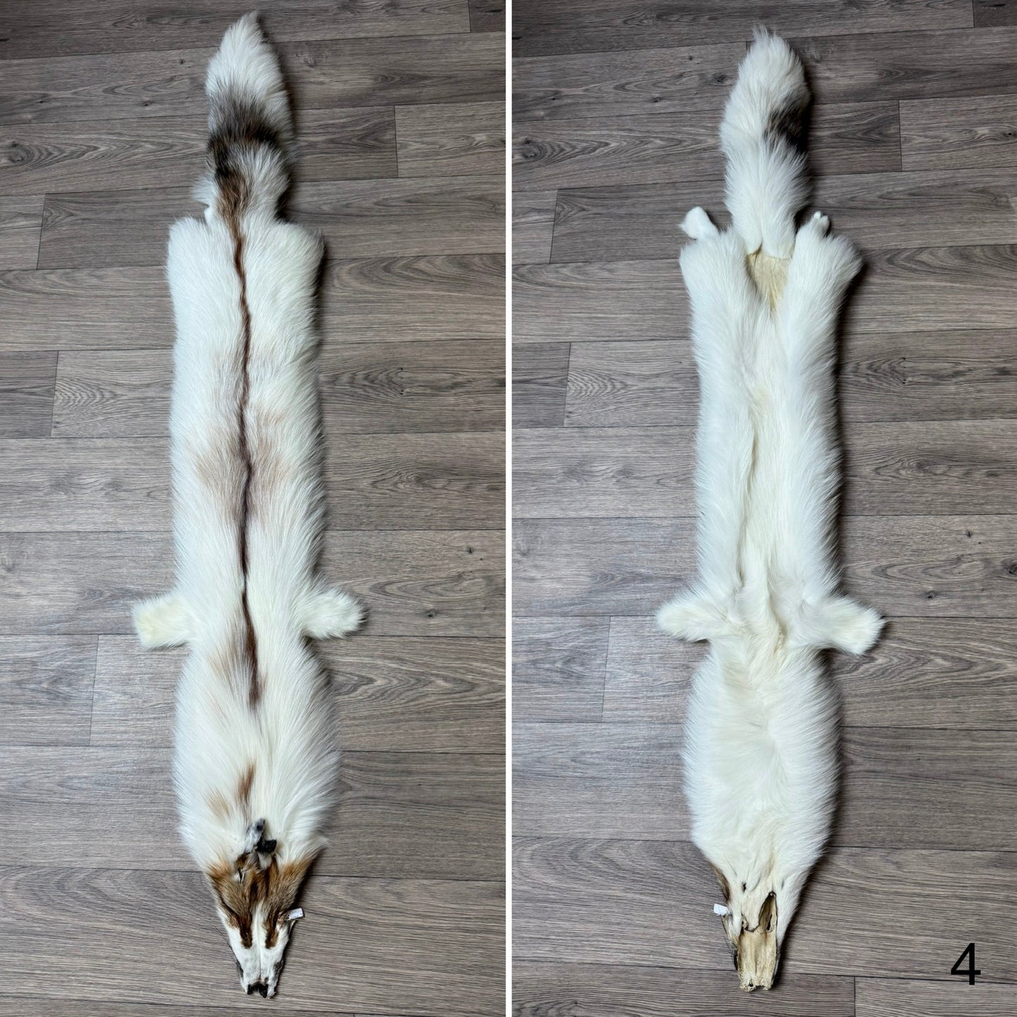 Sun Glow fox pelt (4)