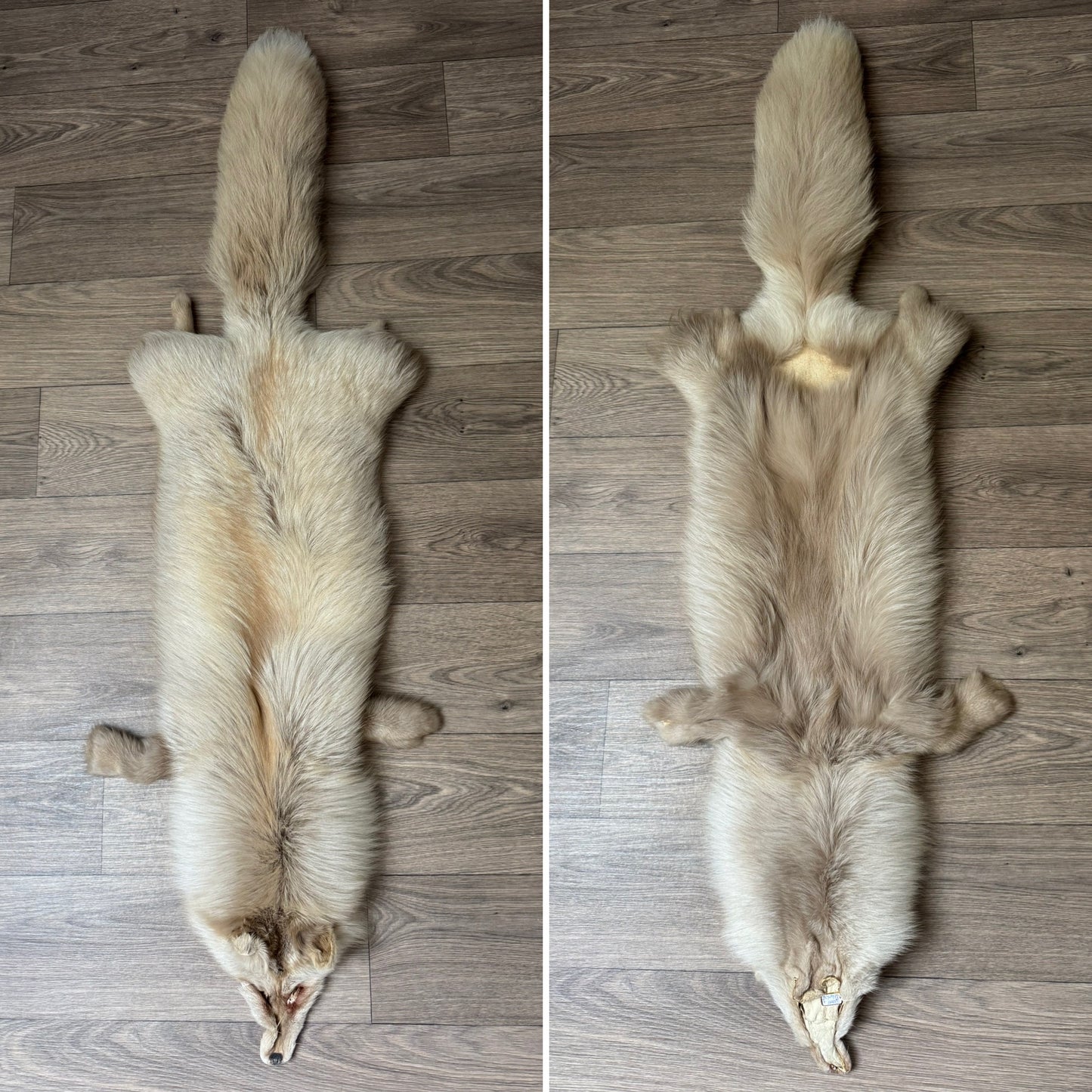 Pastel Palomino fox pelt (1)