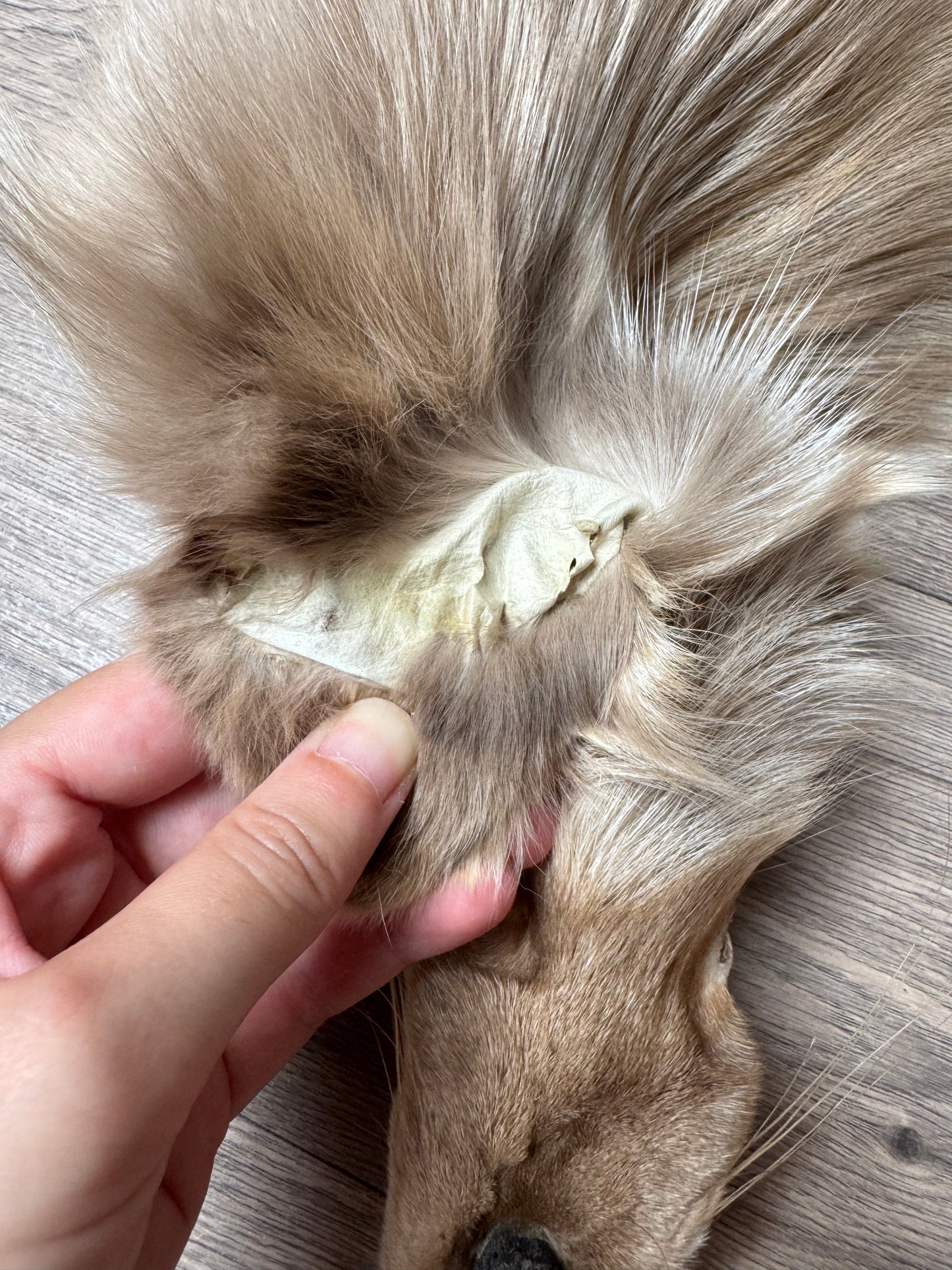 Amber fox pelt (3)