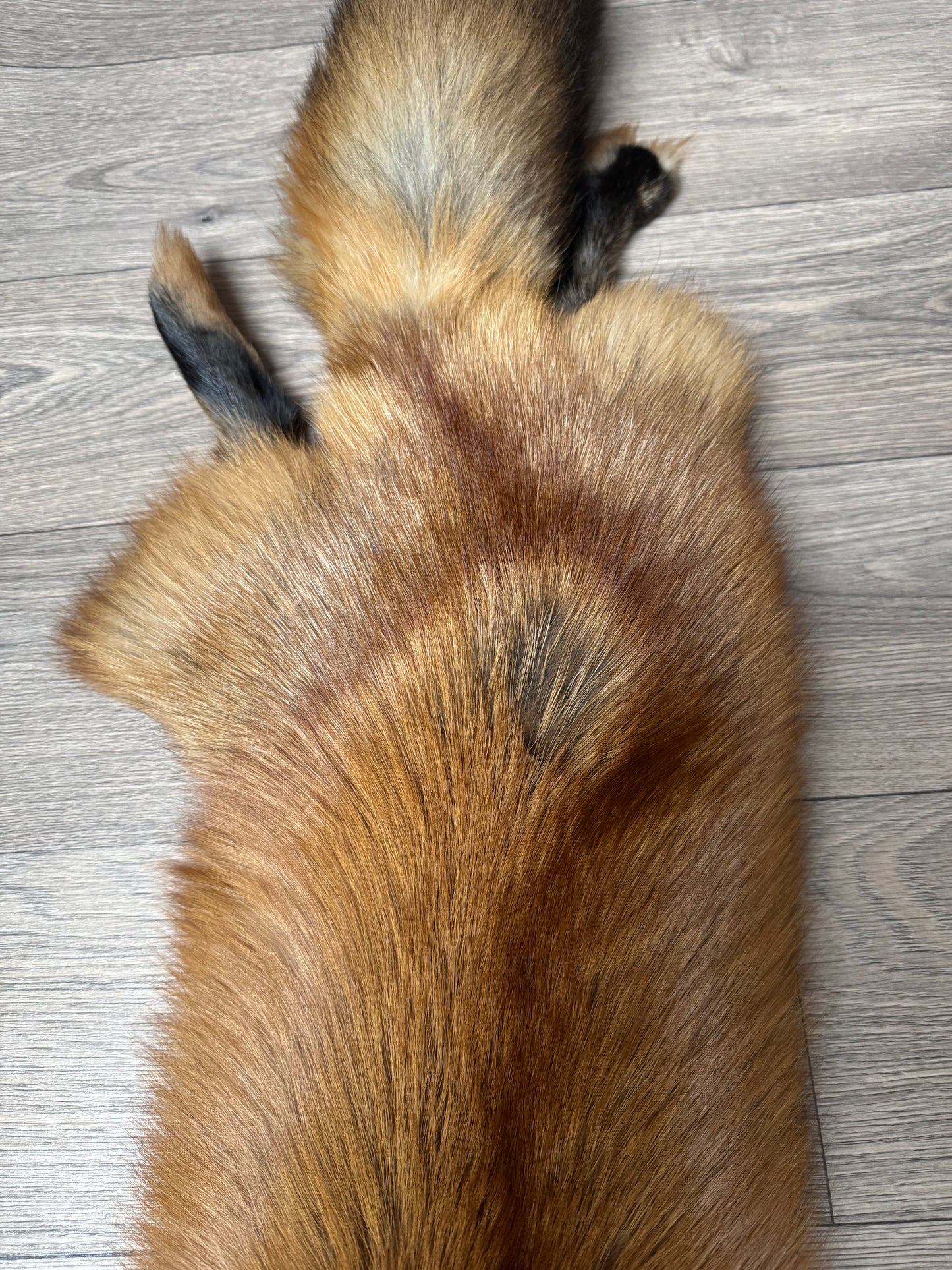 Gold fox pelt (14)