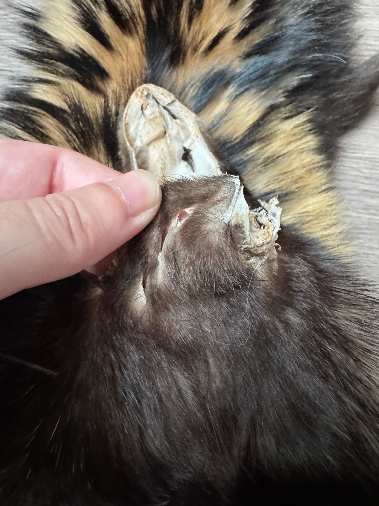 Tanuki pelt (4)