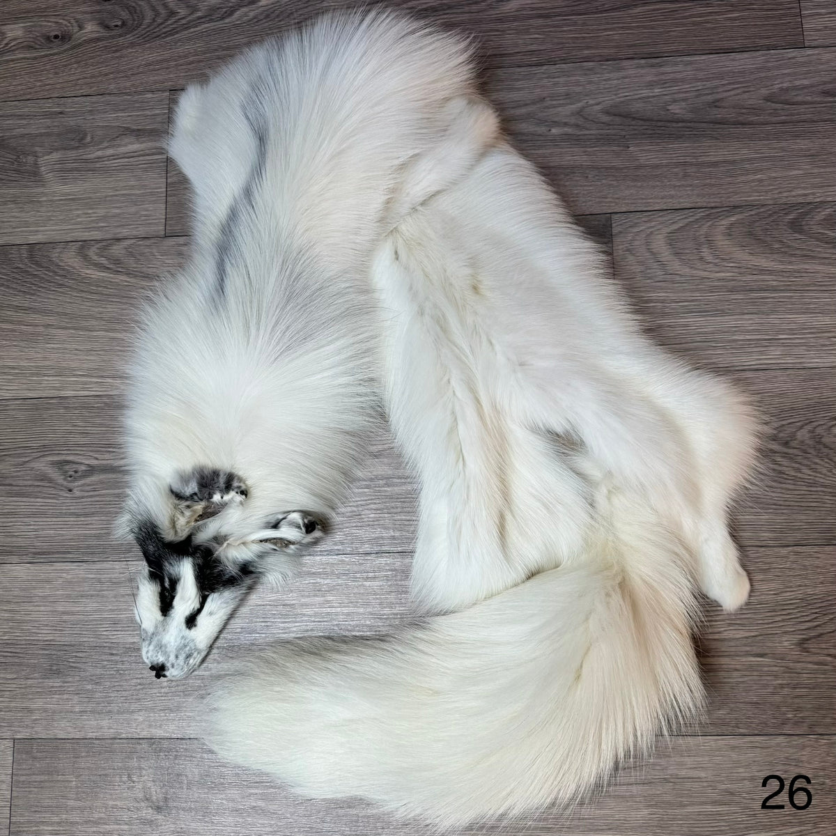 Arctic Marble fox pelt (26)