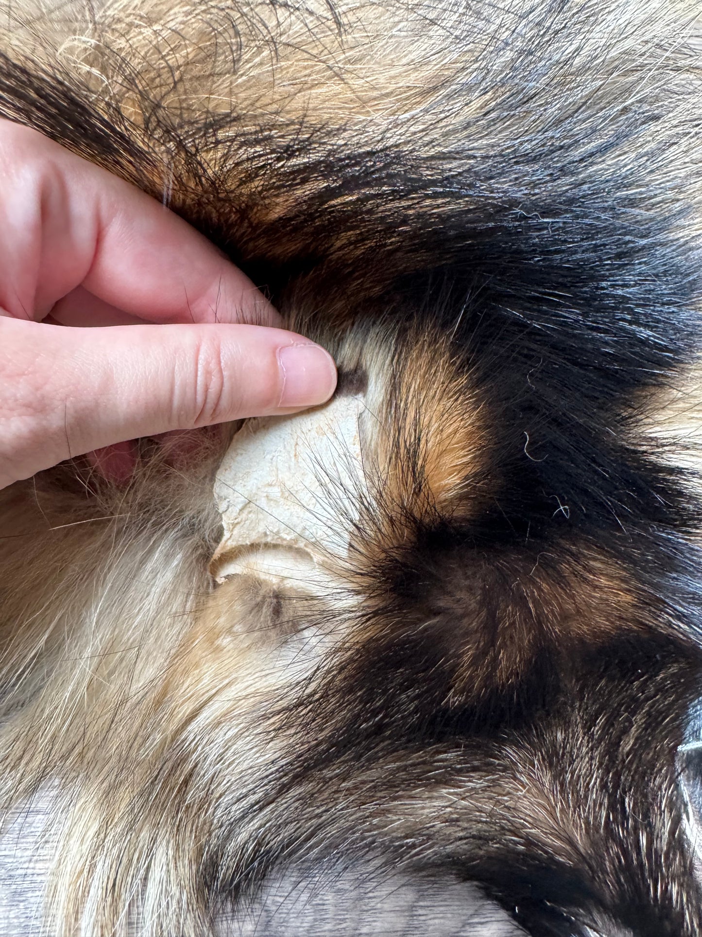 Tanuki pelt (2)