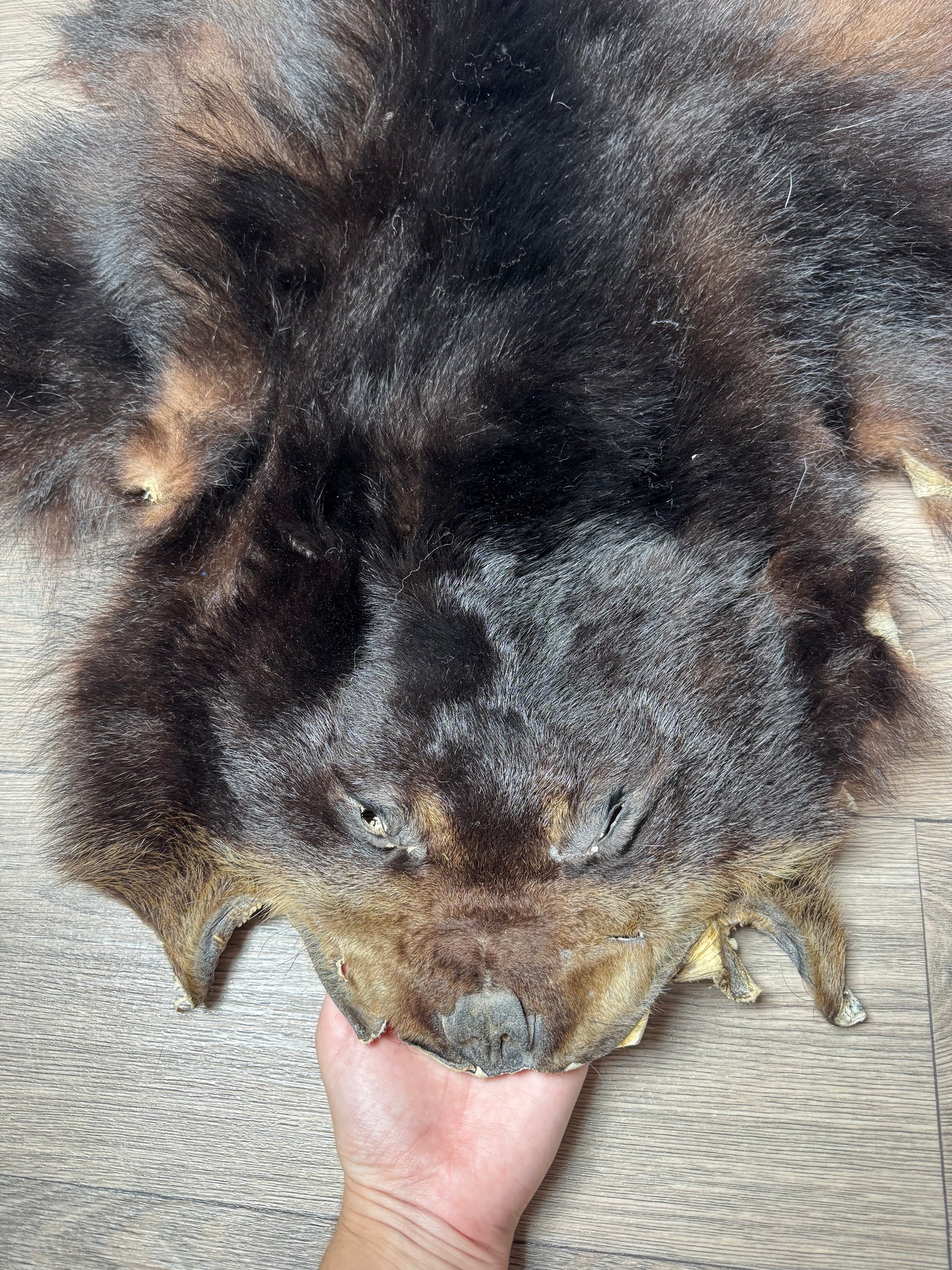 Black bear hide (1)