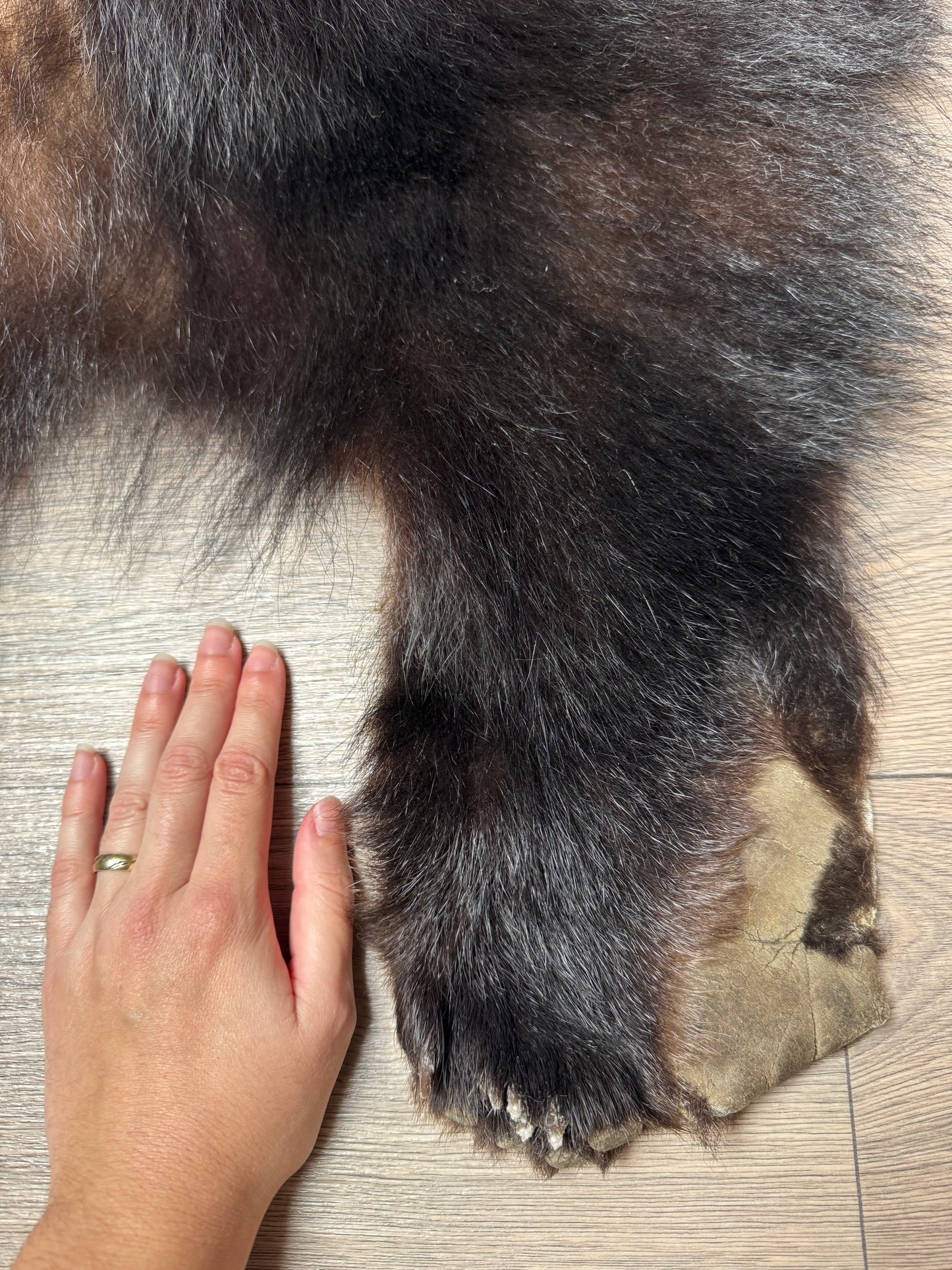 Black bear hide (1)