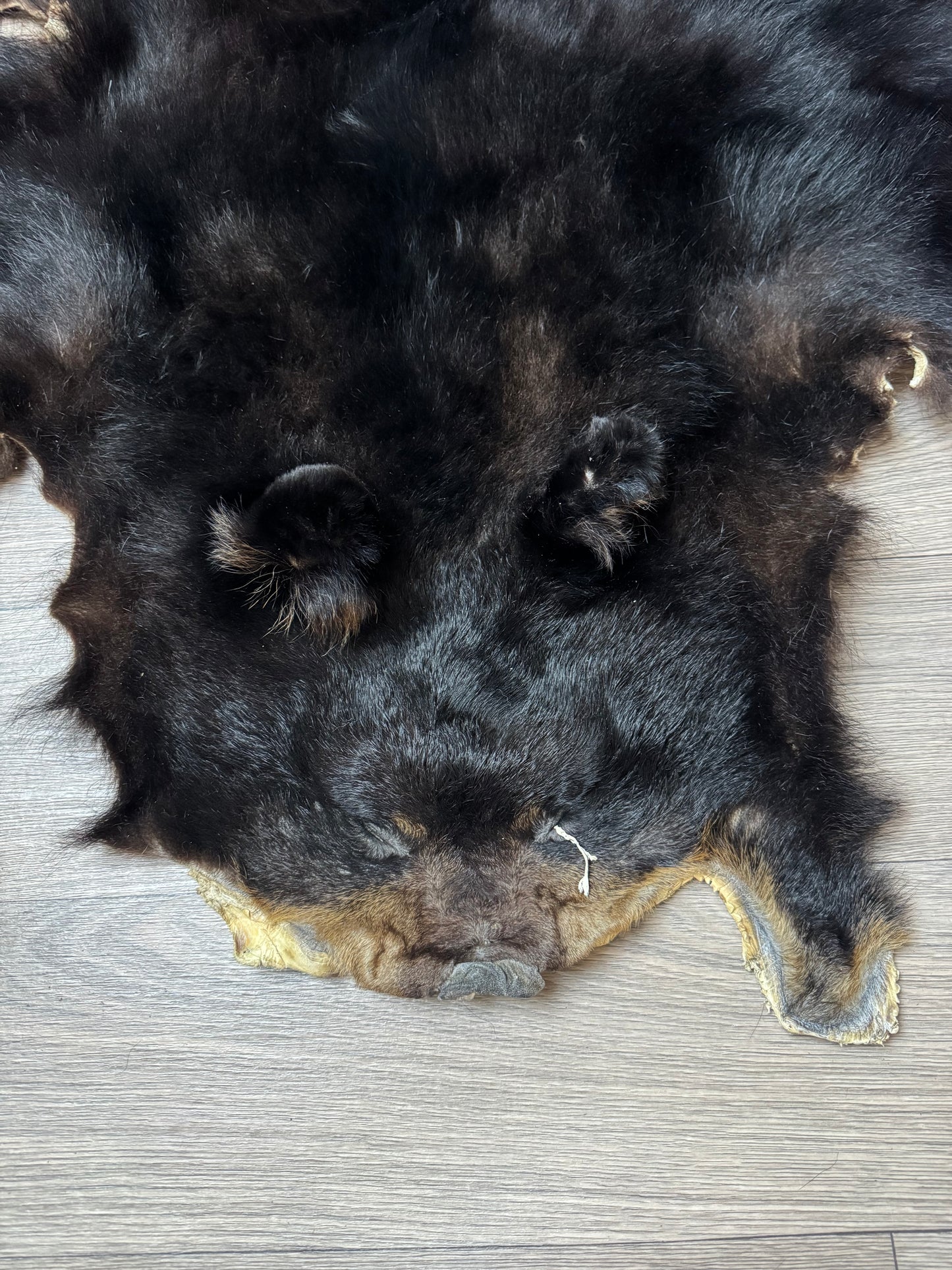 Black bear hide (3)