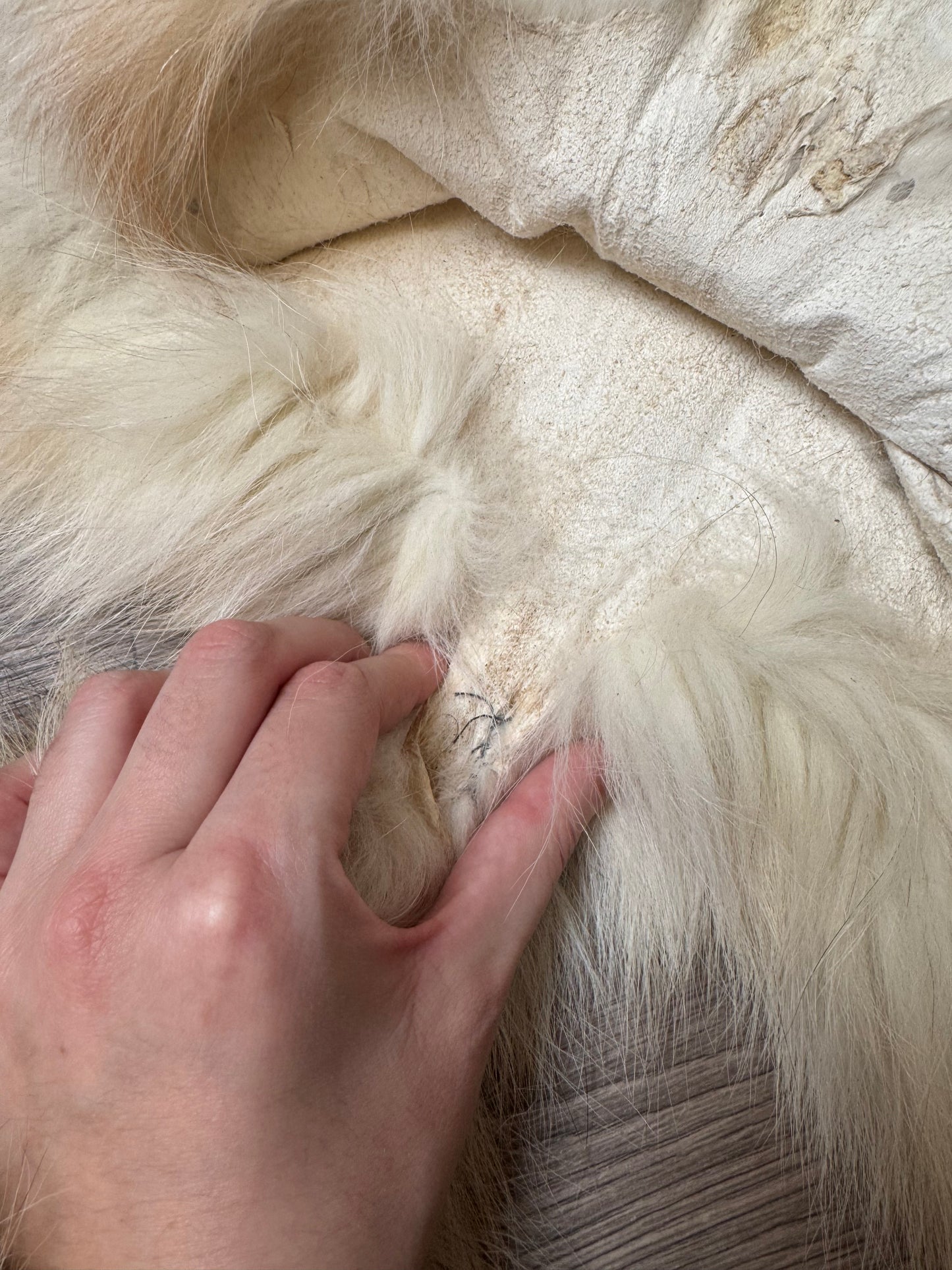 Male Gold Platinum fox mountable pelt (tag 81)