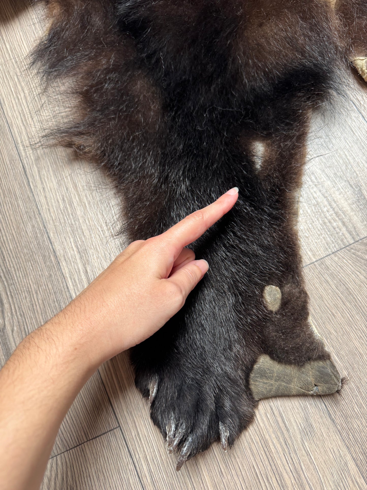 Black bear hide (1)
