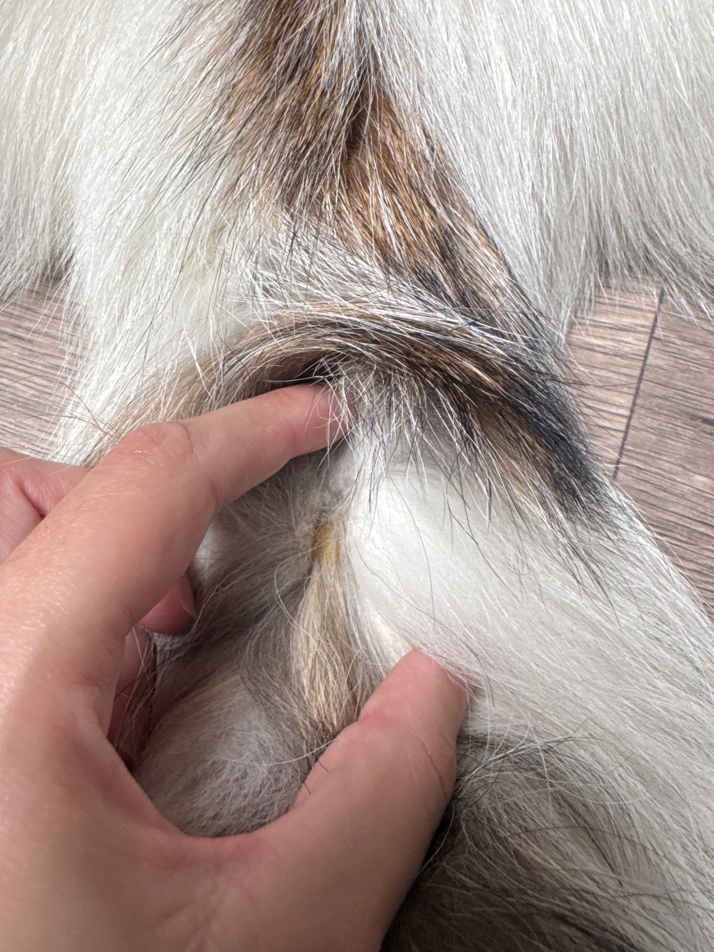 Cross Marble fox pelt (11)