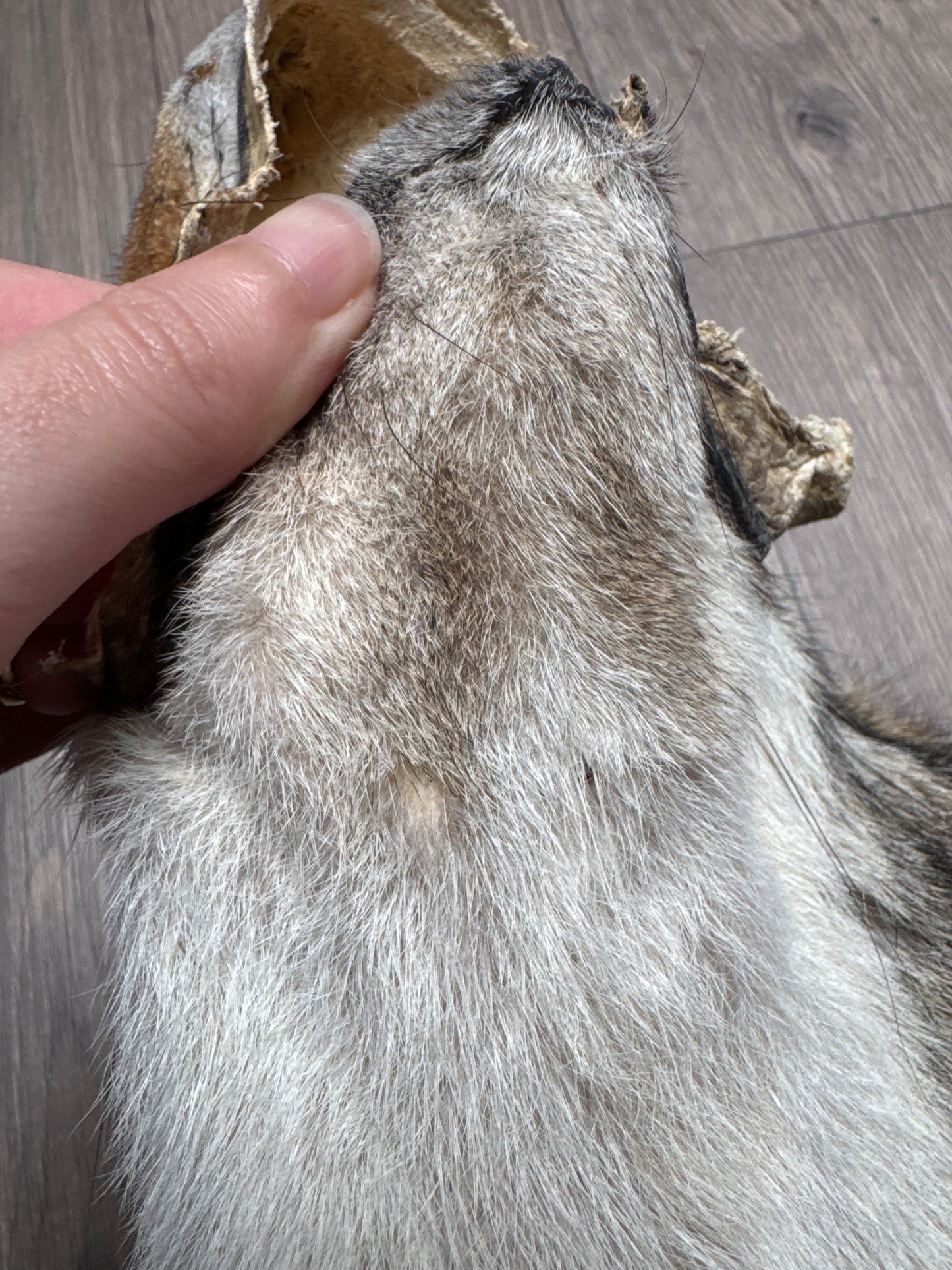 Male coyote mountable pelt (11)