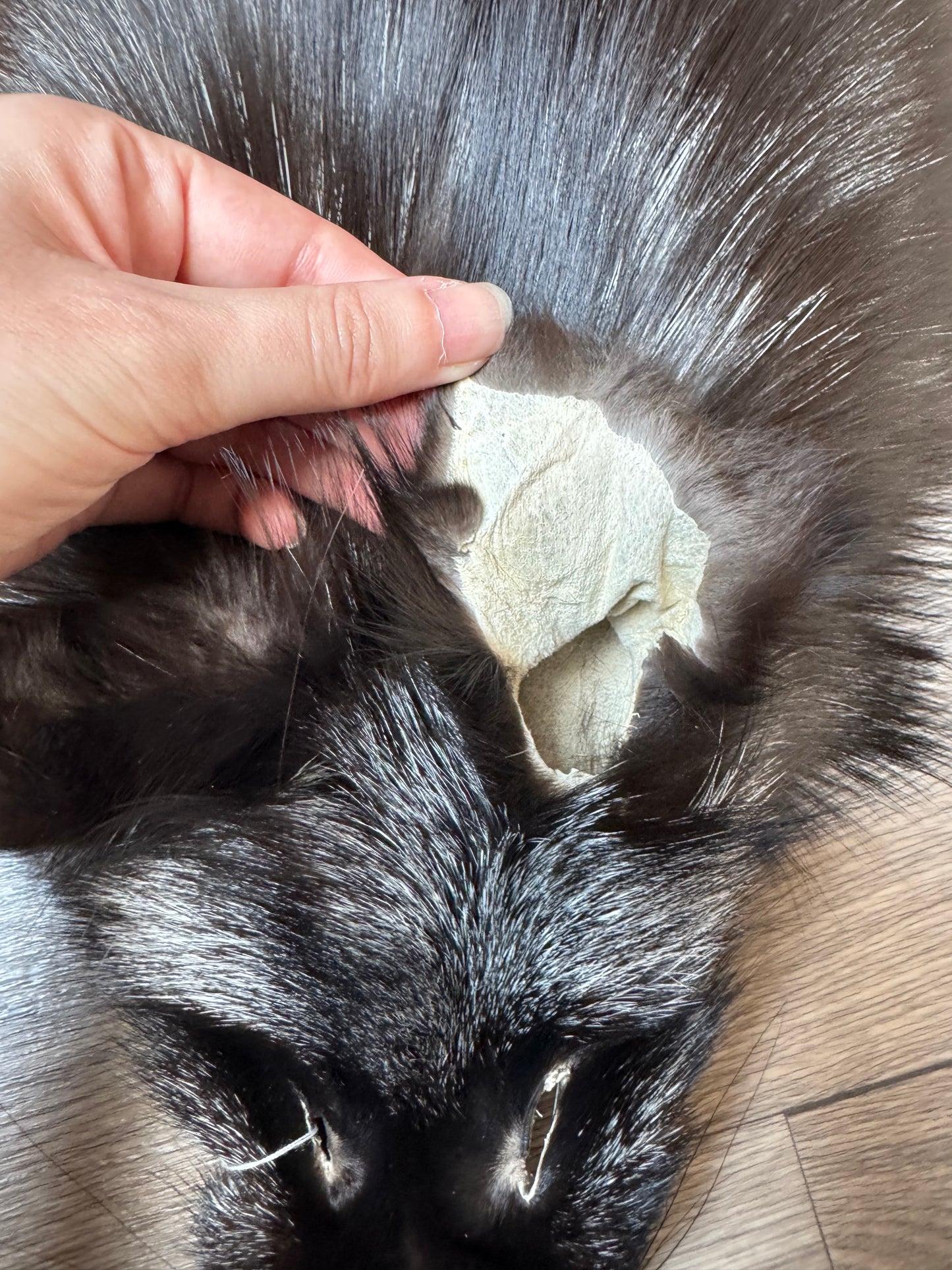 Silver fox pelt (9)