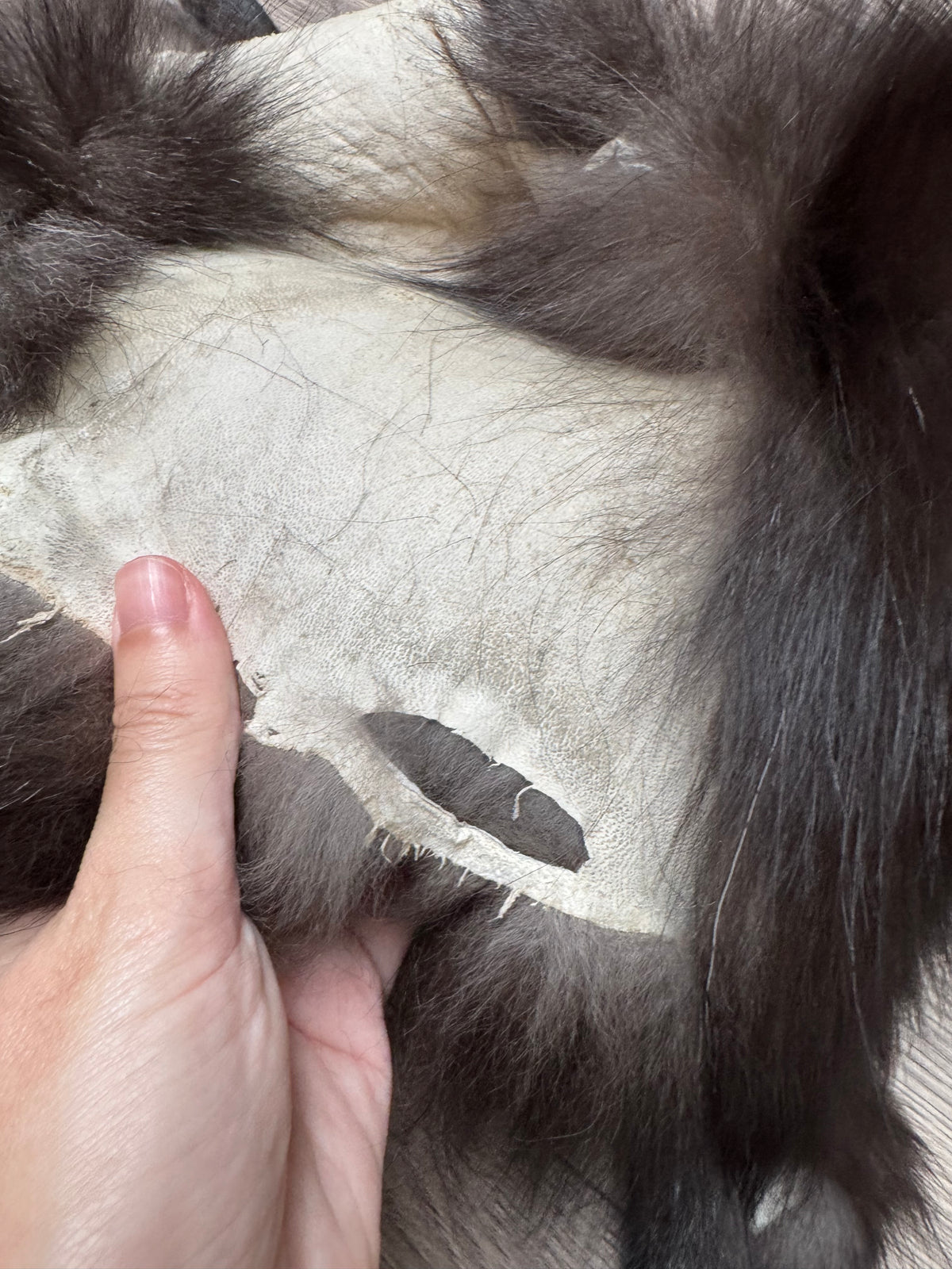 Silver fox pelt (15)