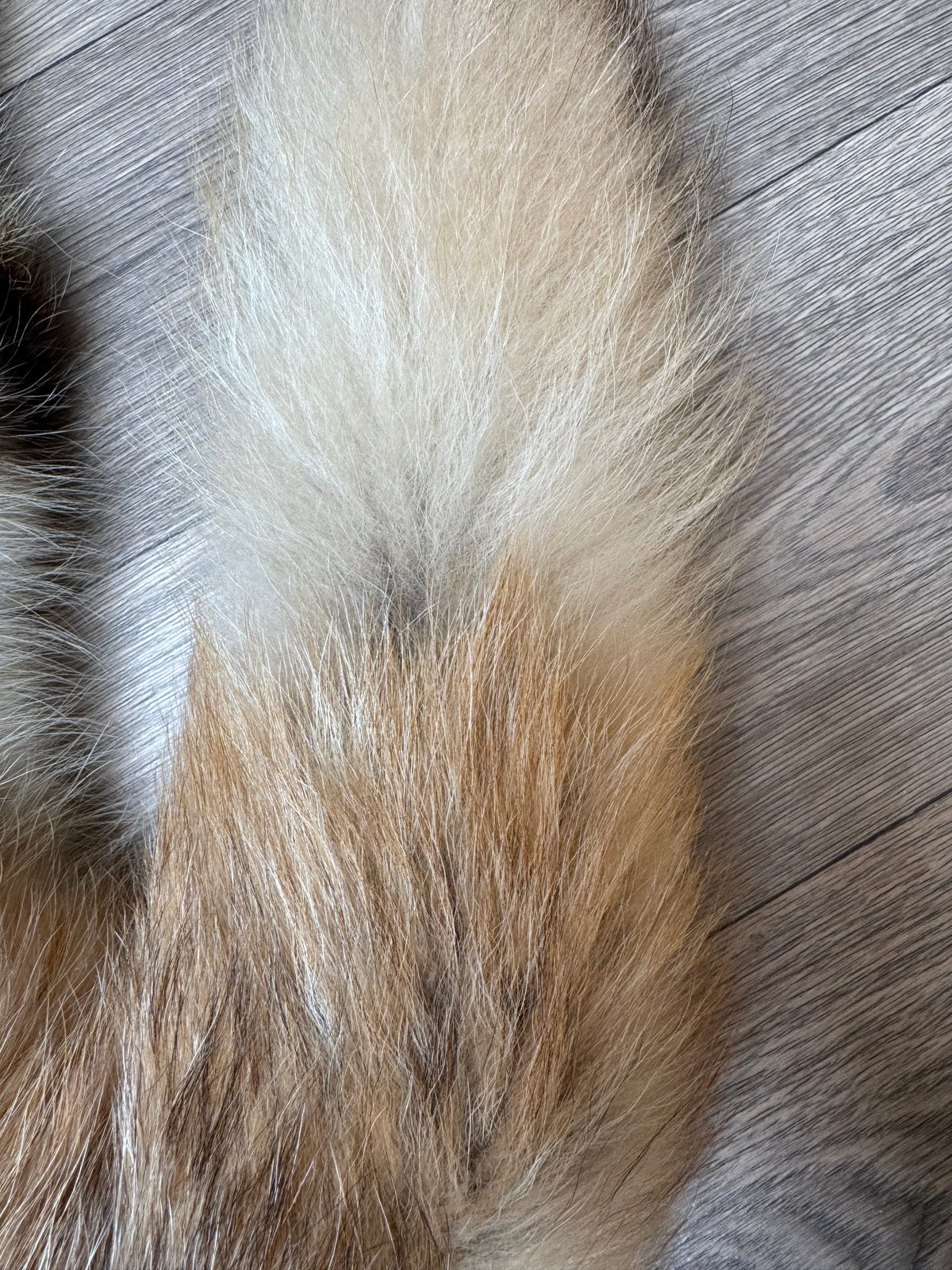 Arctic tanuki pelt (1)