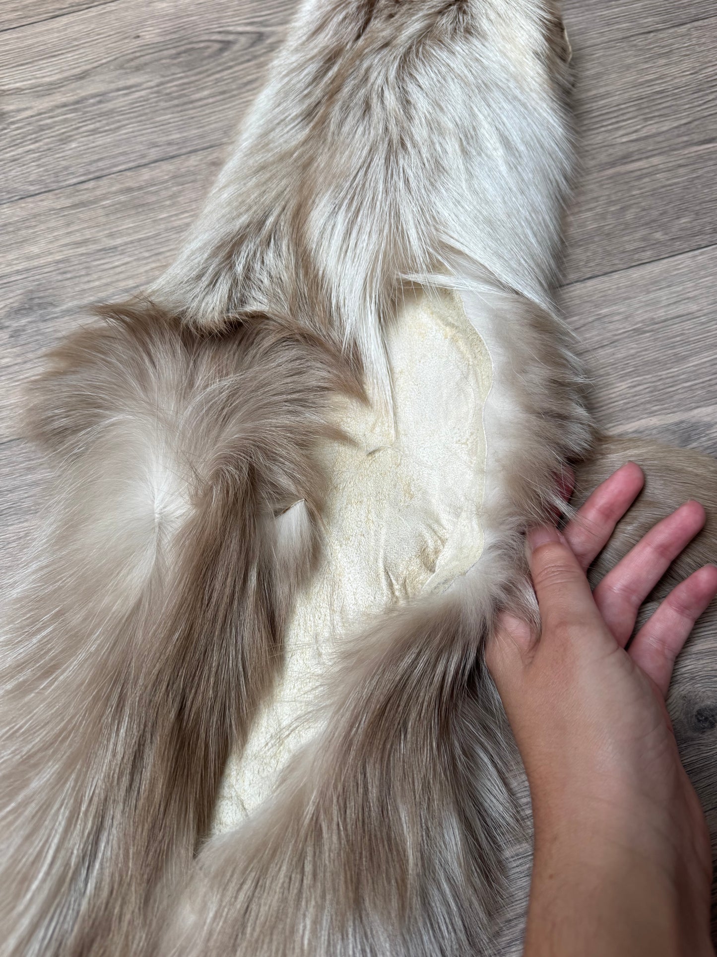 Amber fox pelt (9)