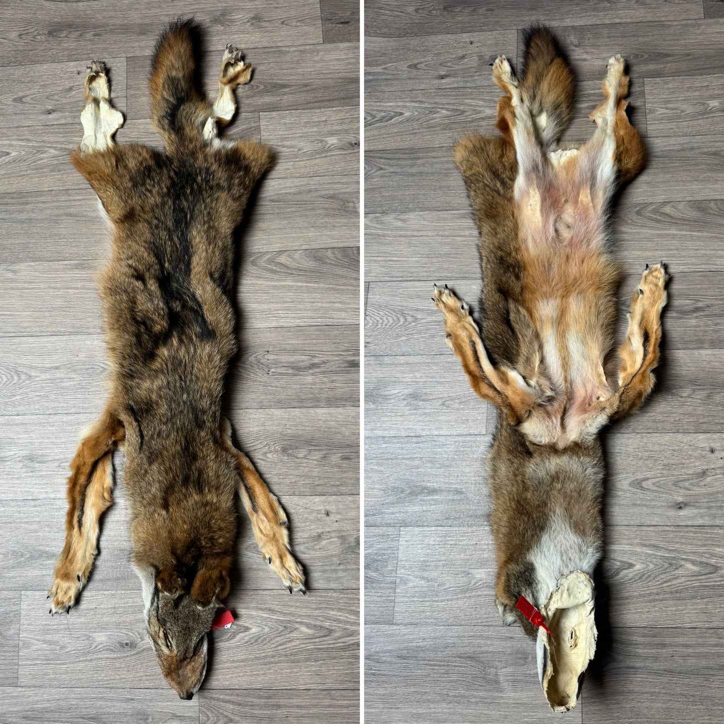 Male coyote mountable pelt (11)