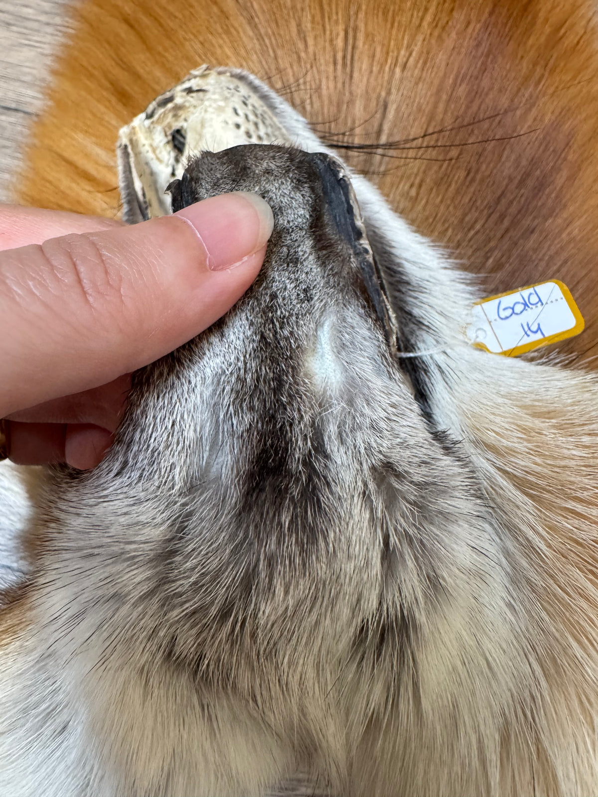 Gold fox pelt (14)