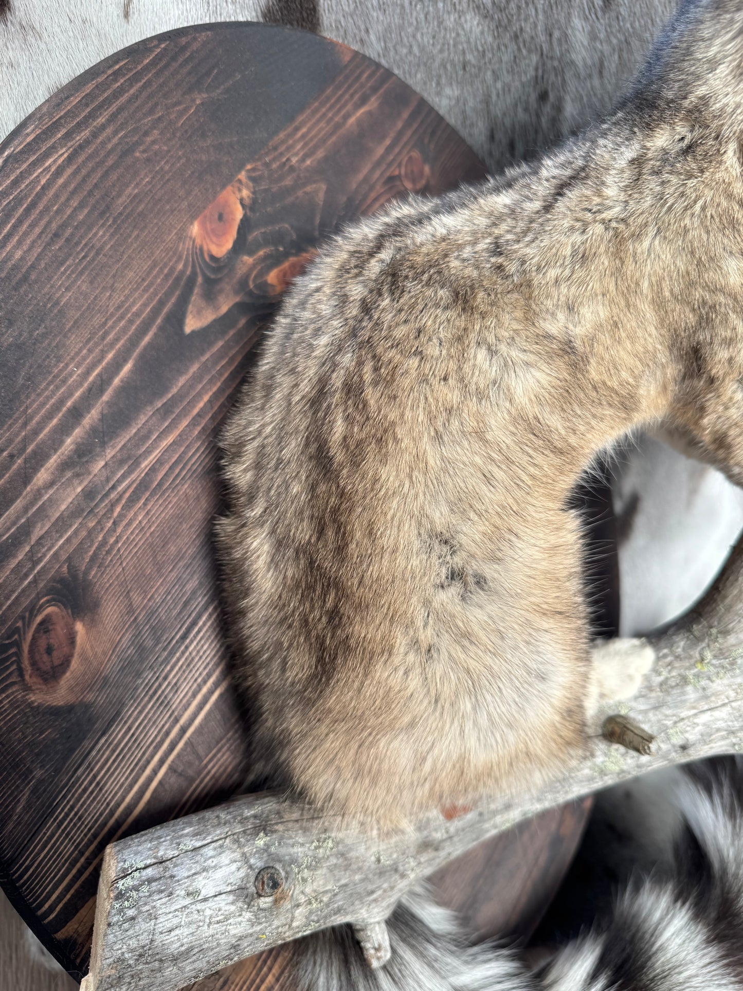 Lifesize ringtail cat traditional mount