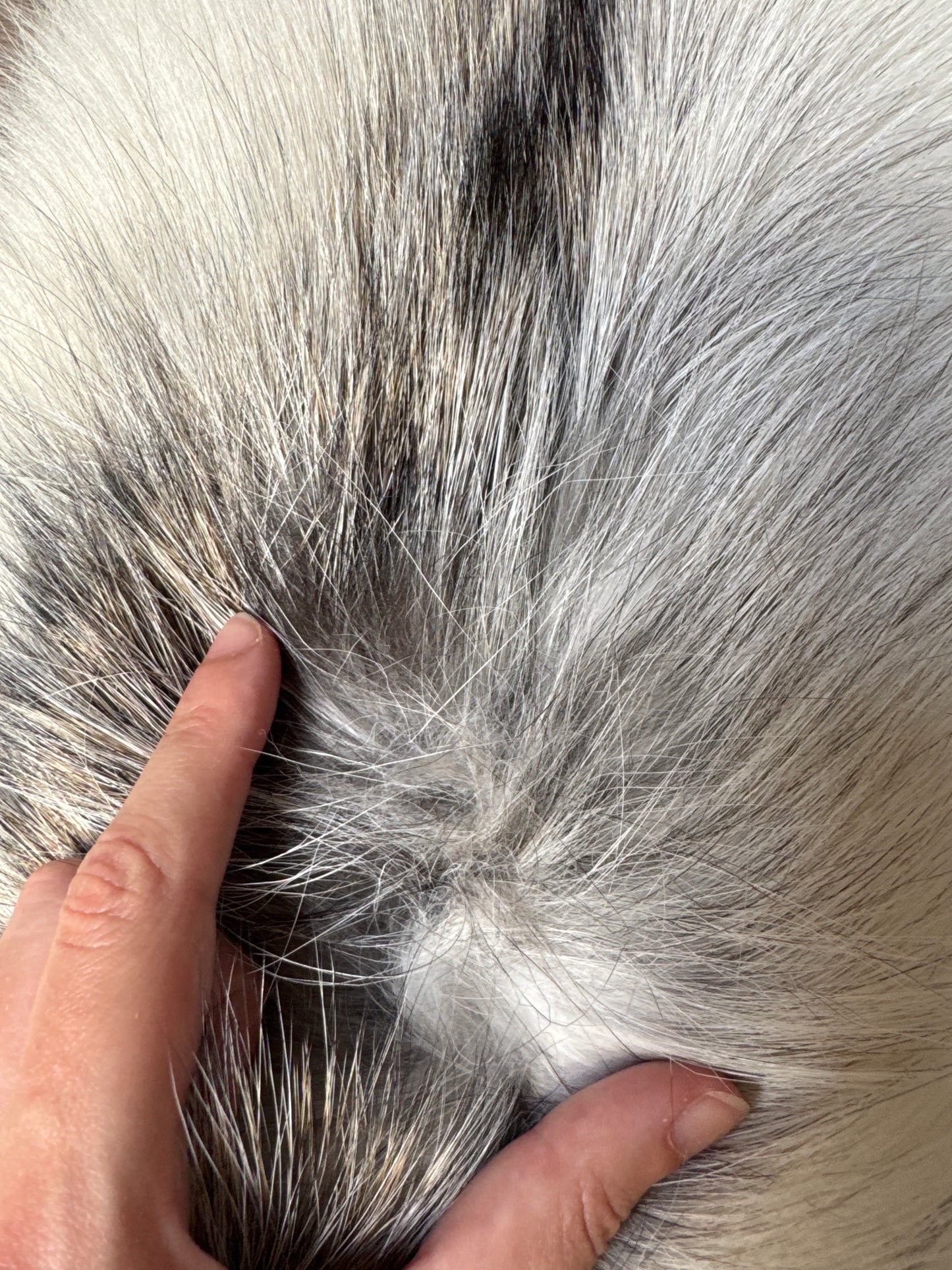Cross Marble fox pelt (8)