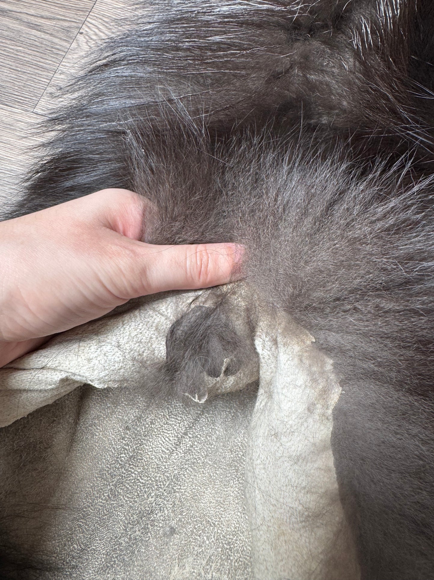 Silver fox pelt (21)