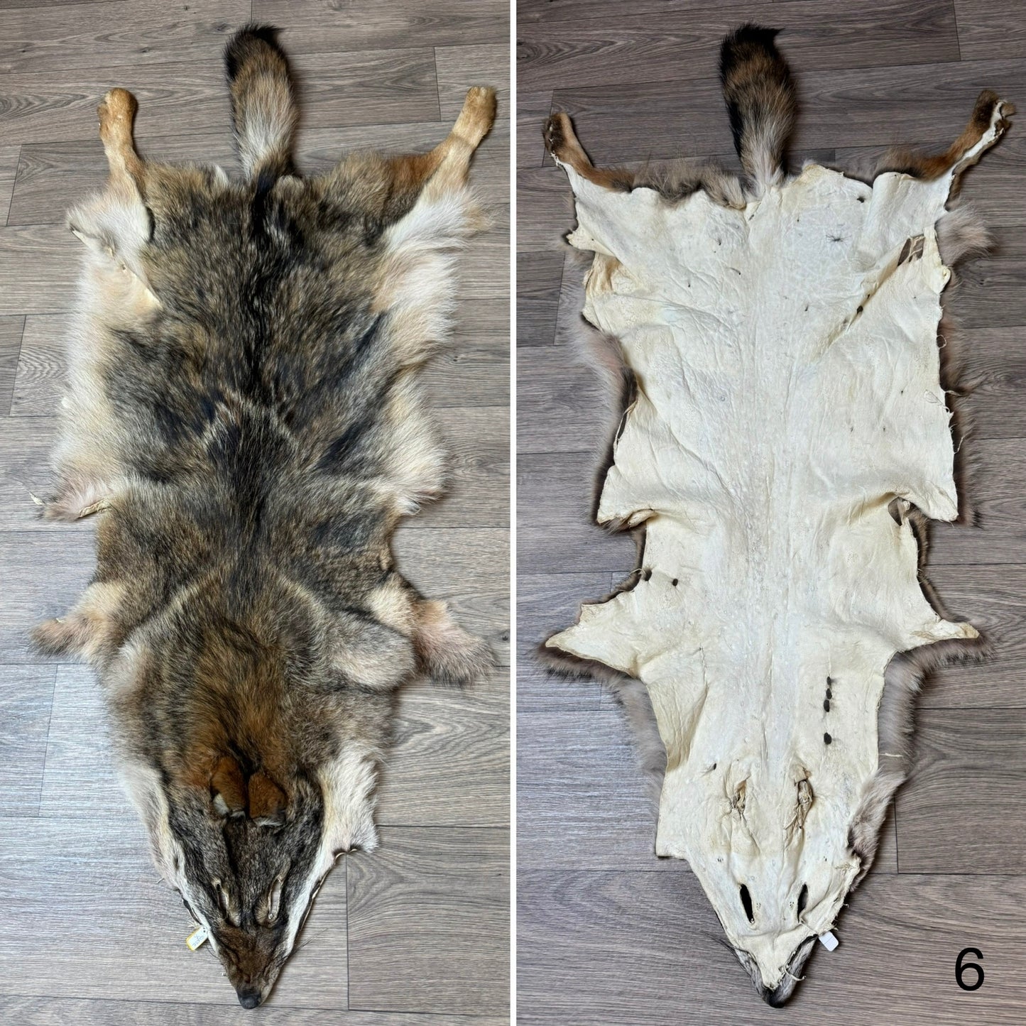 Coyote pelt (6)