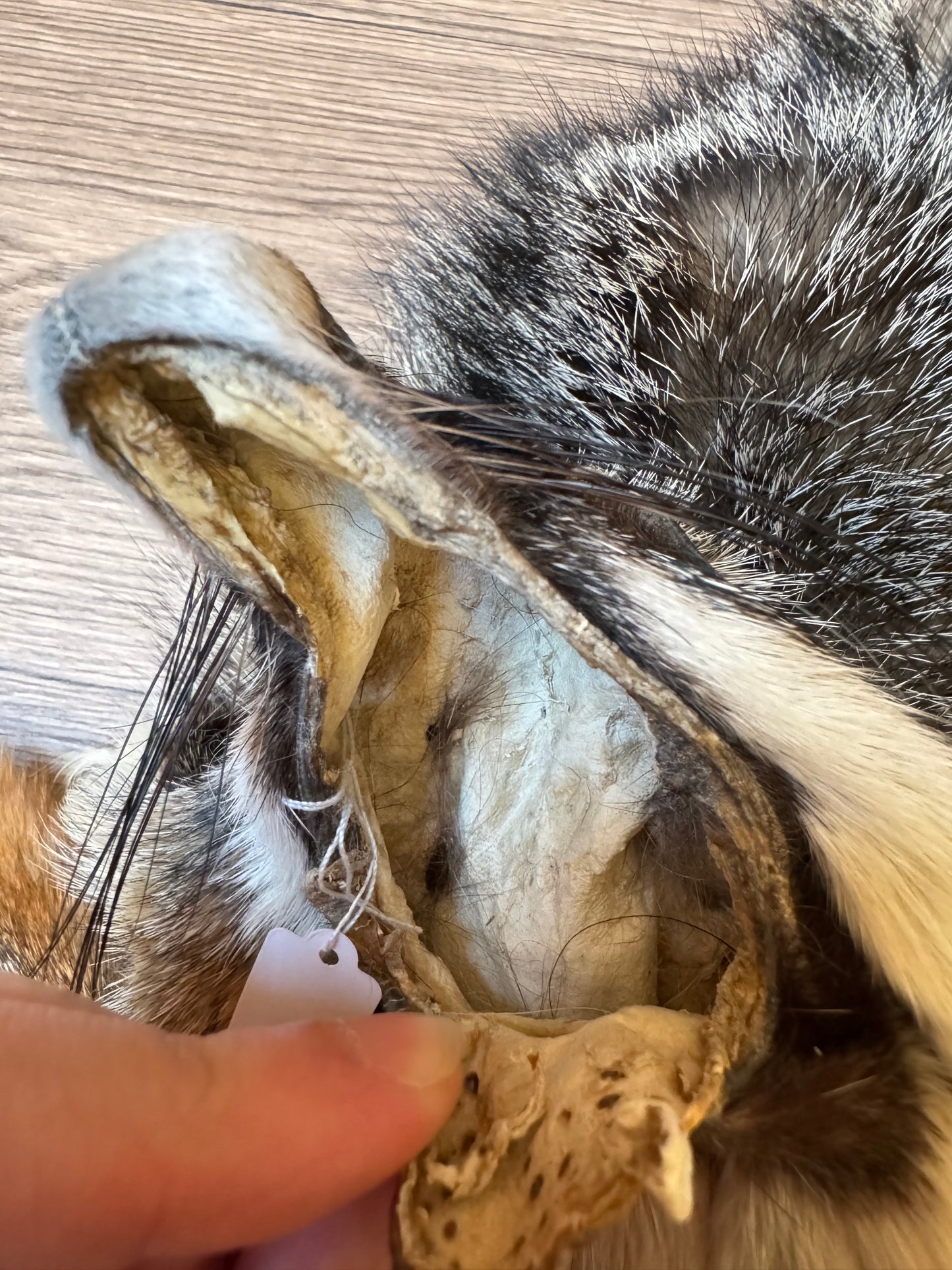 Male grey fox mountable pelt (25)