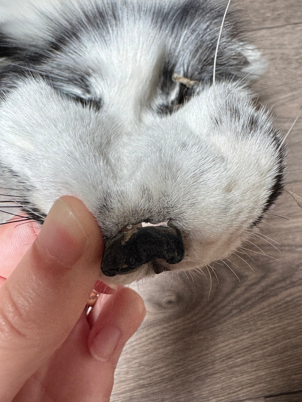 Arctic Marble fox pelt (12)