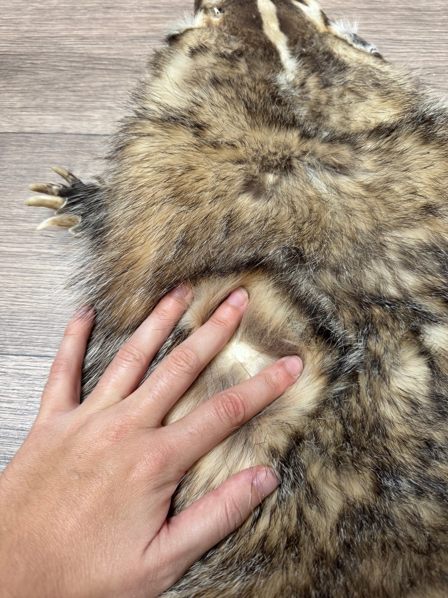 Female American badger mountable pelt