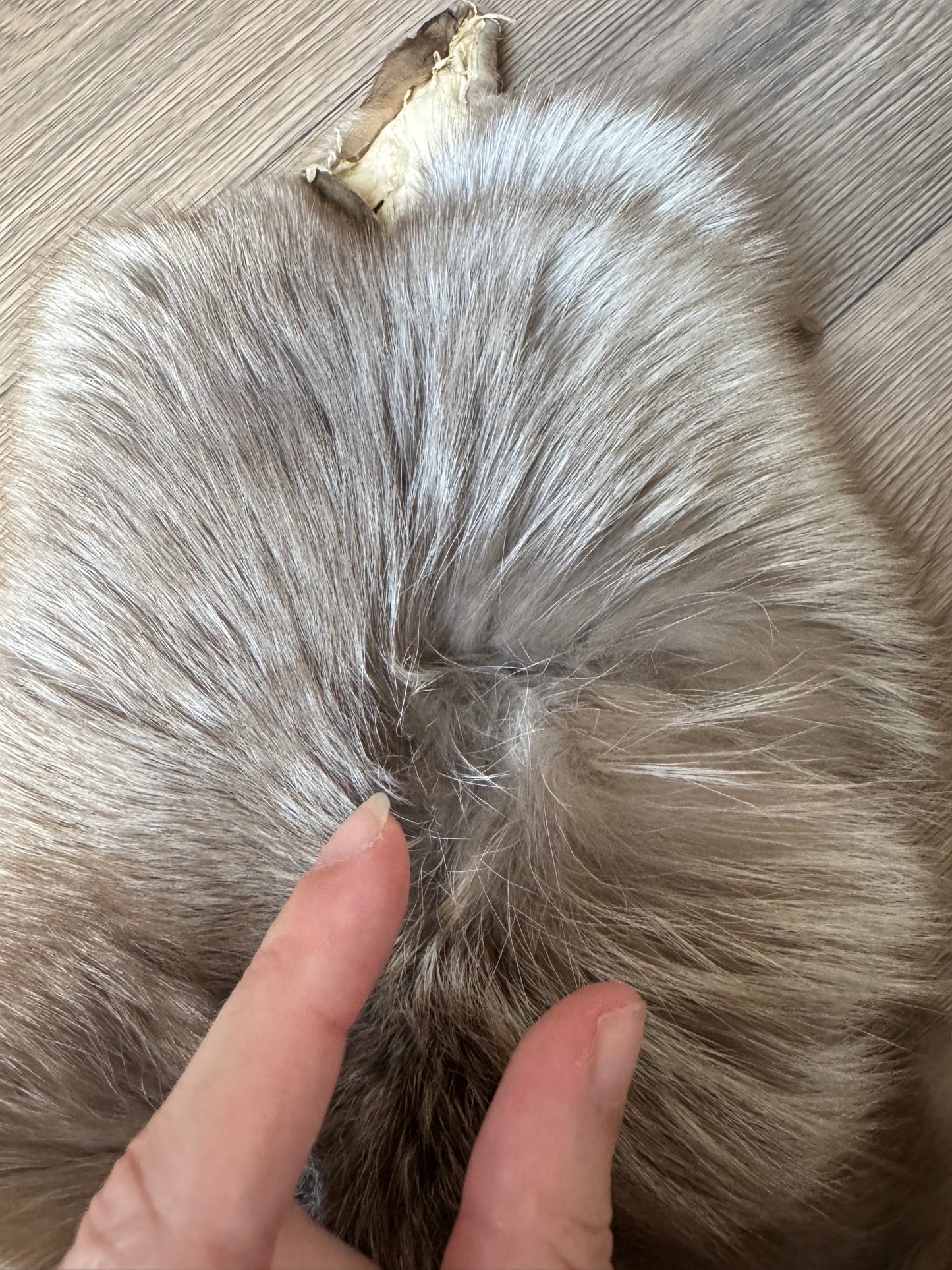 Polish Pastel fox pelt (13)