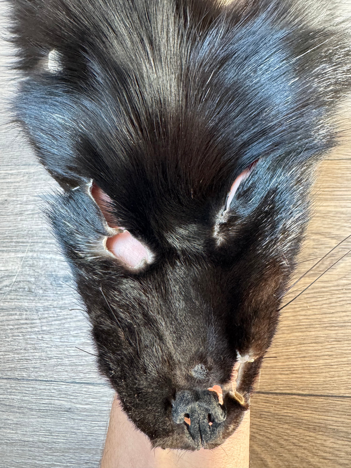Silver fox pelt (21)