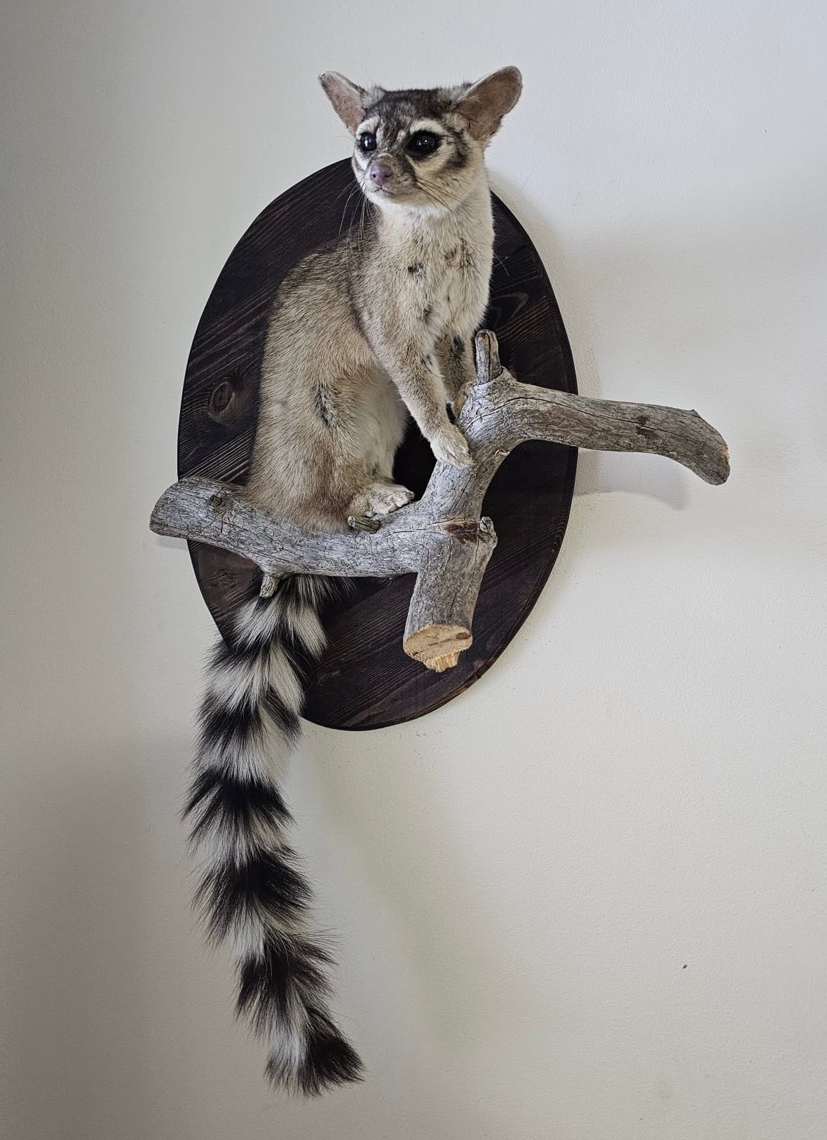 Lifesize ringtail cat traditional mount
