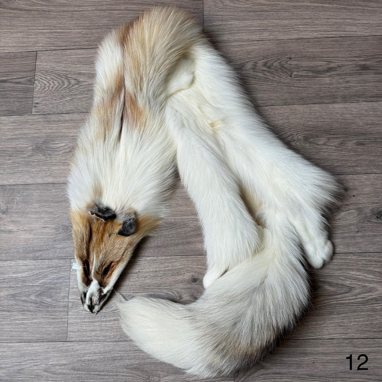 Sun Glow fox pelt (12)