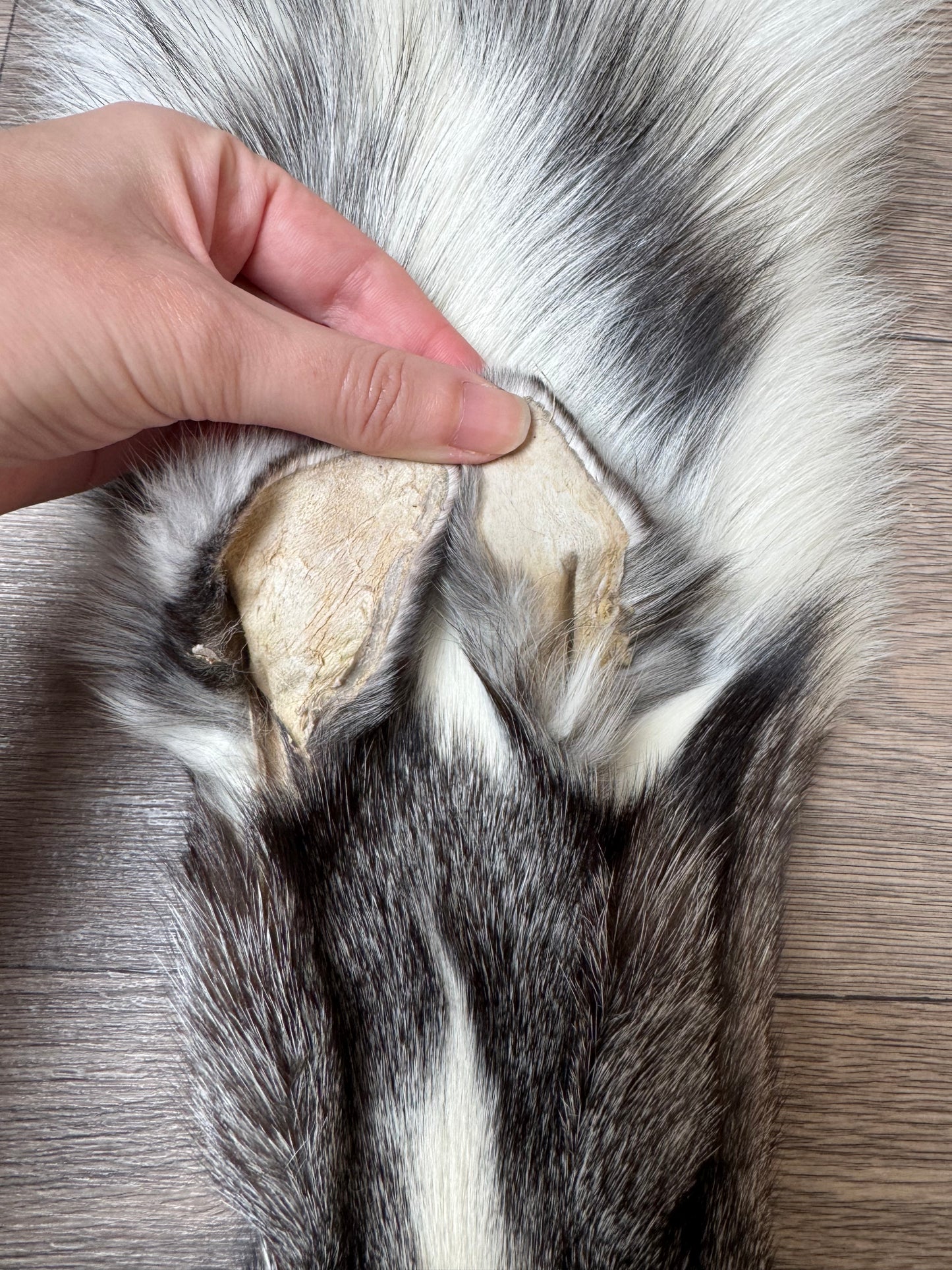Marble Frost fox pelt (7) (extremely large pelt)