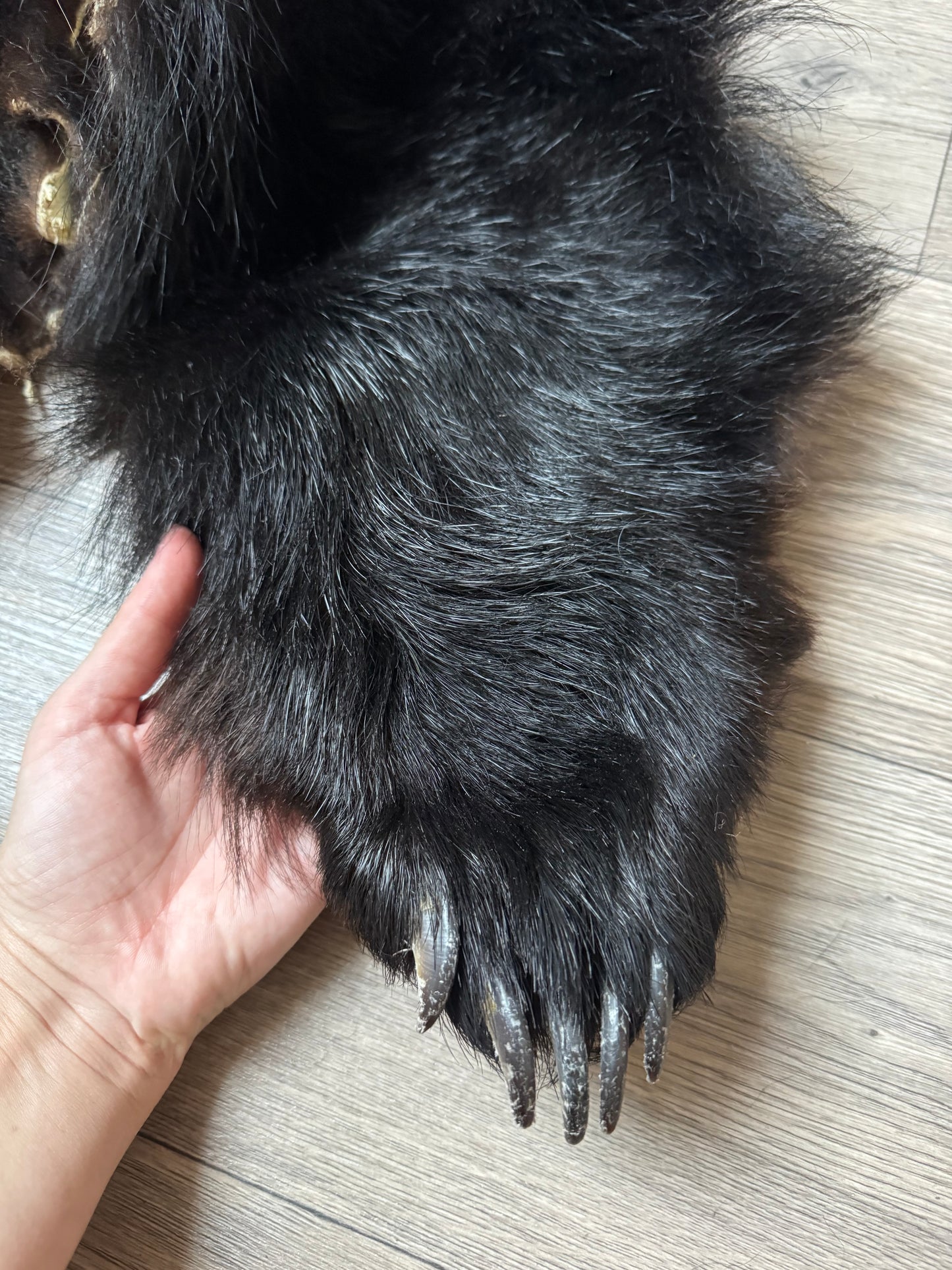 Black bear hide (3)