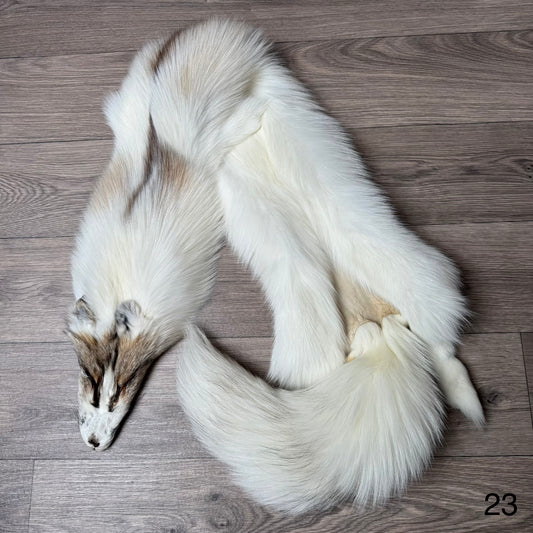 Sun Glow fox pelt (23)
