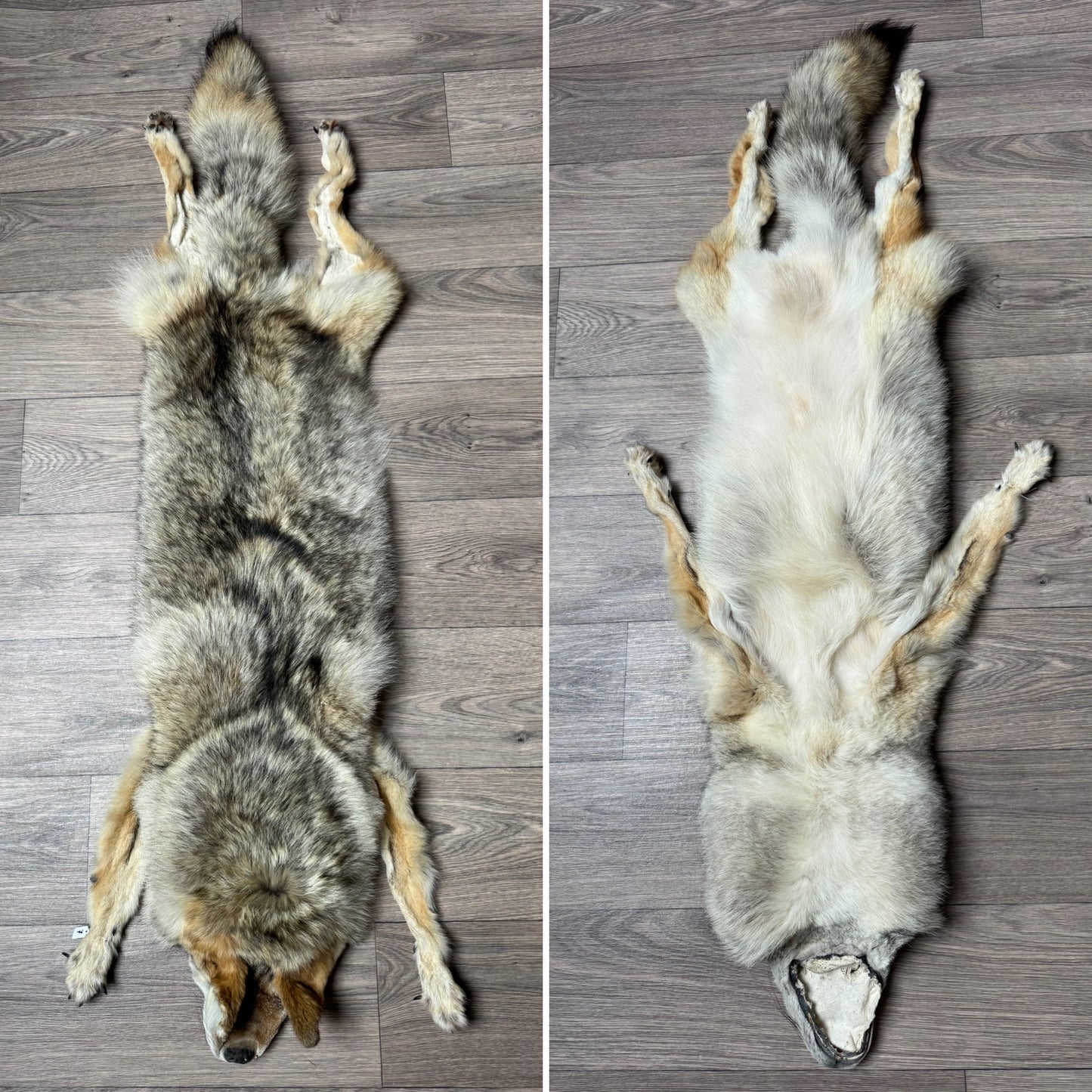 Male coyote mountable pelt (7)