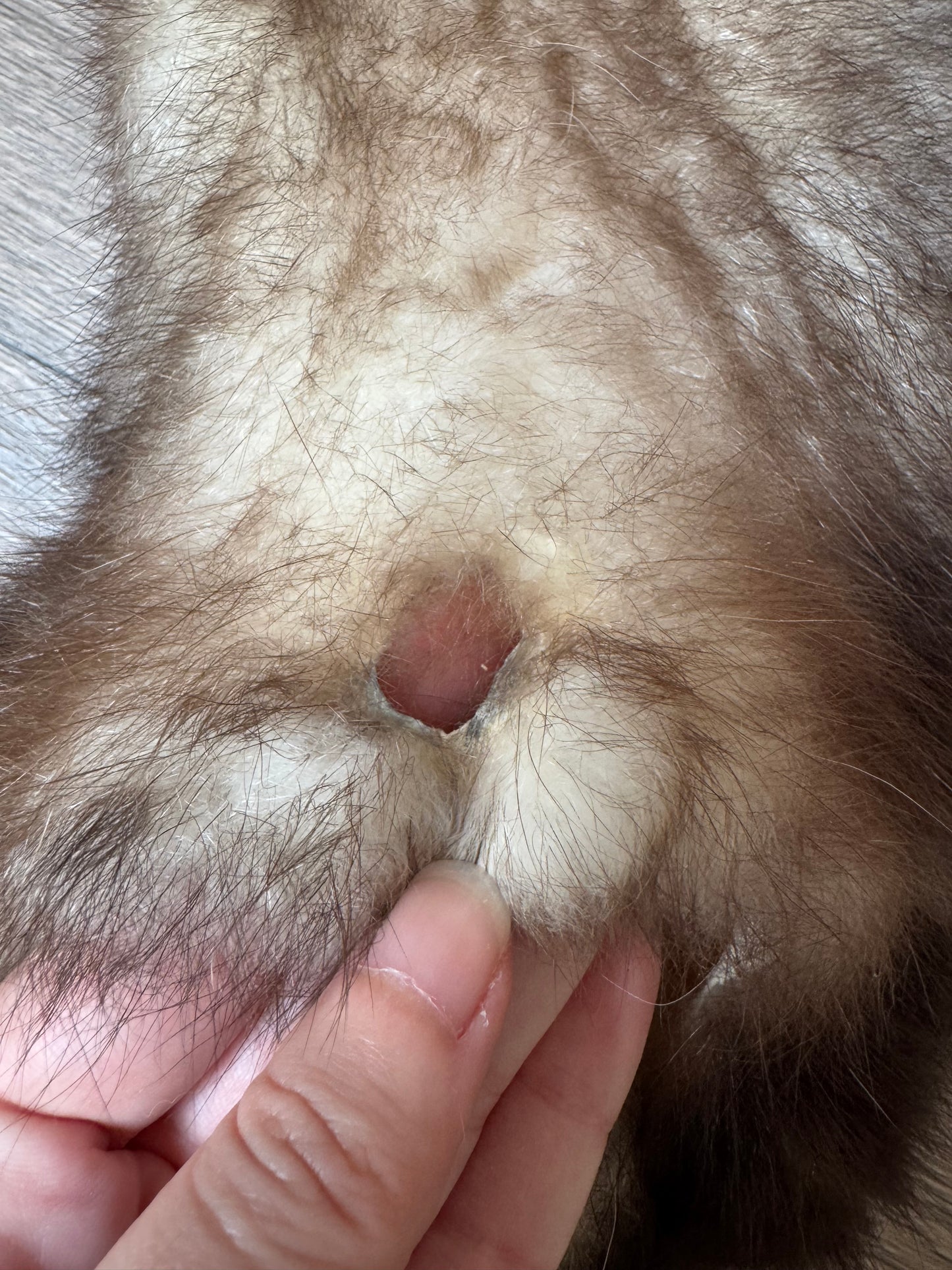 Male opossum mountable pelt (3)